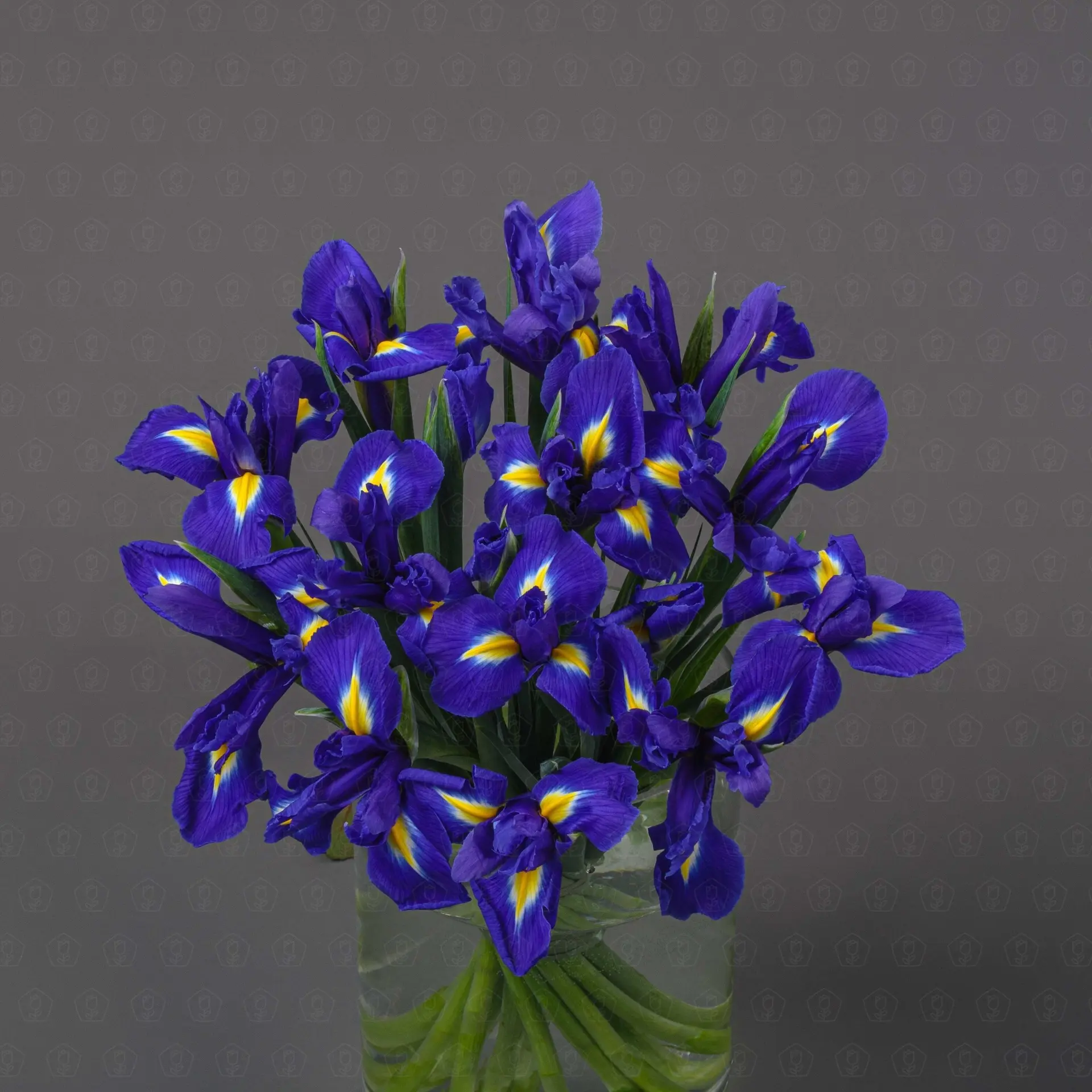 Ирис (Синий)