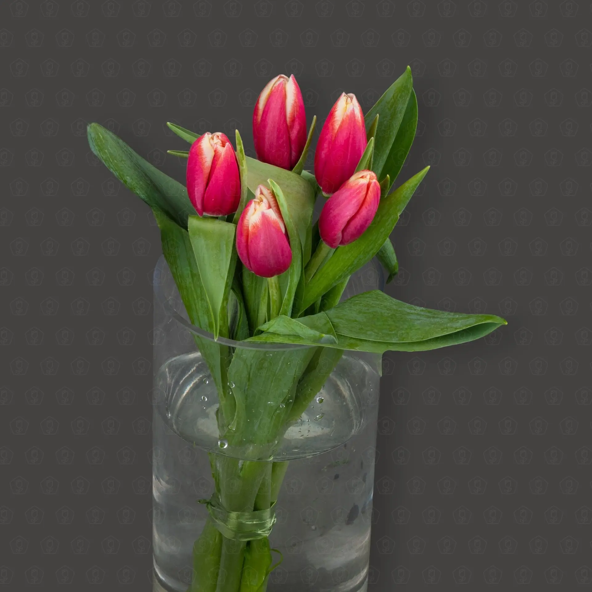 Тюльпан 50 см. (Красно-белый) Упаковка 5 шт.