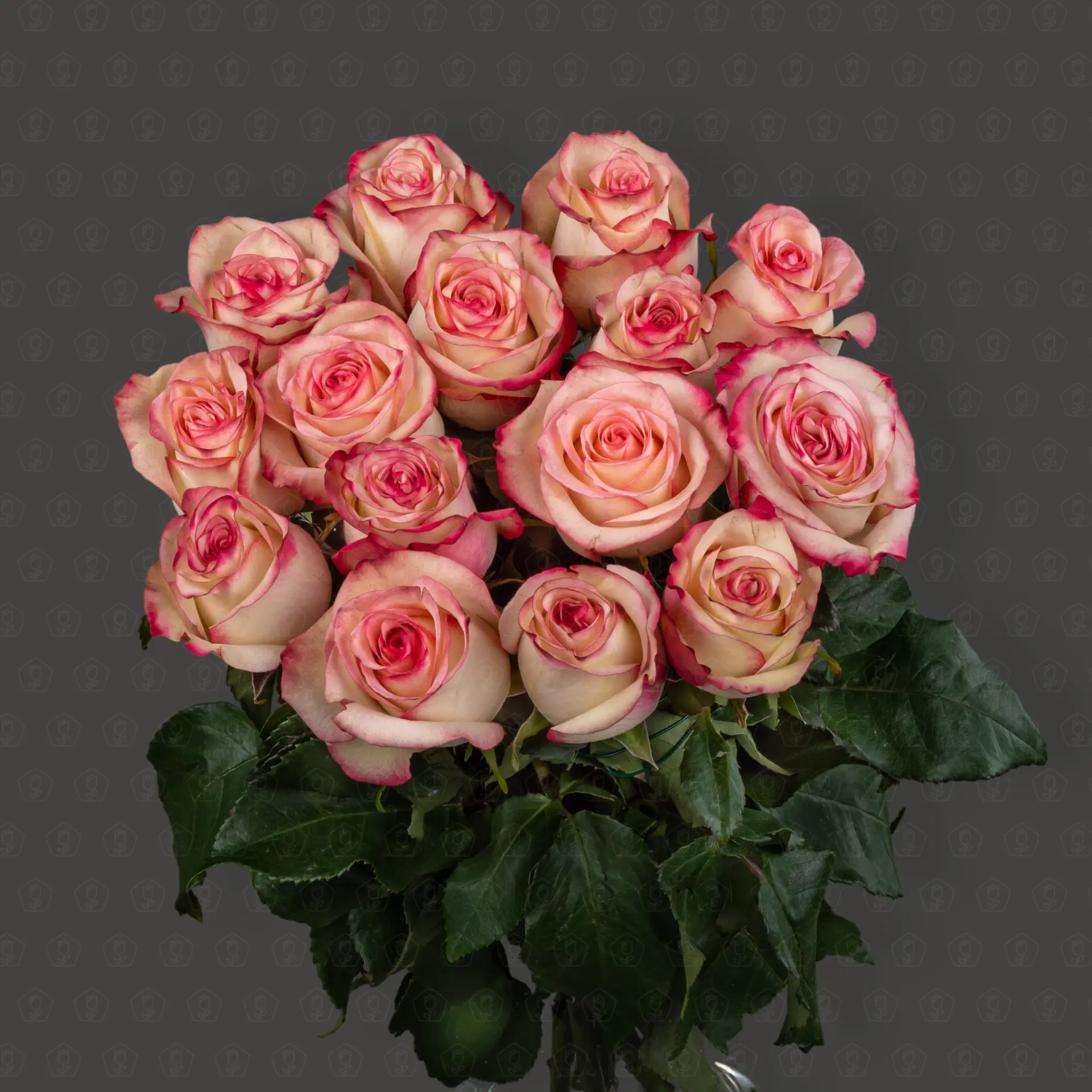 Роза Эквадор 50 см. (Палома)