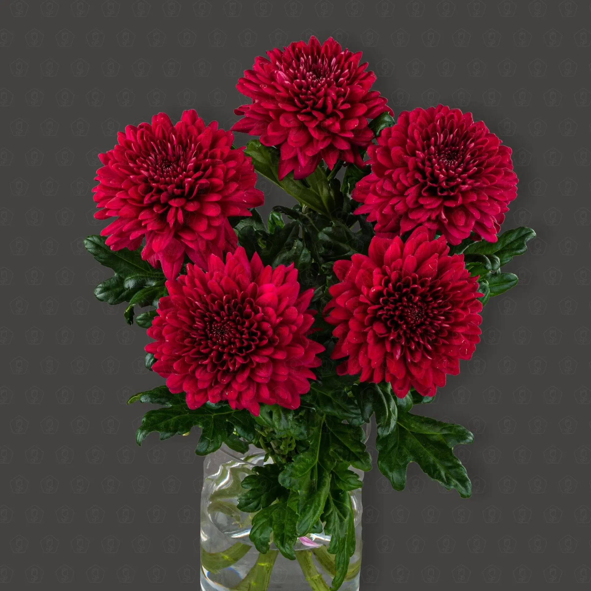 Хризантема одноголовая (Ламира)