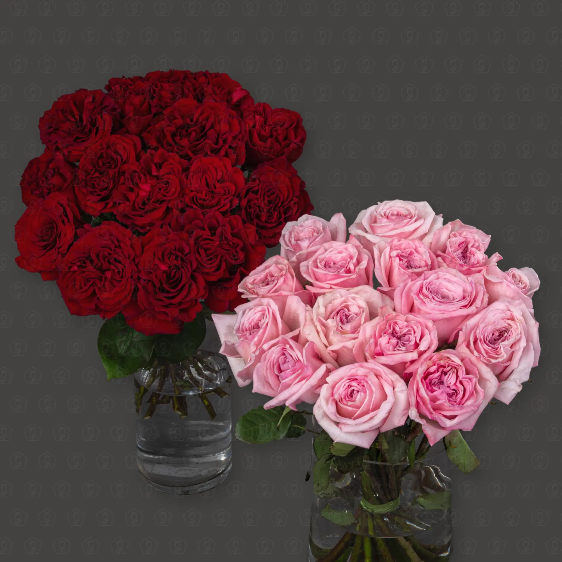 Розы Эквадор пионовидные