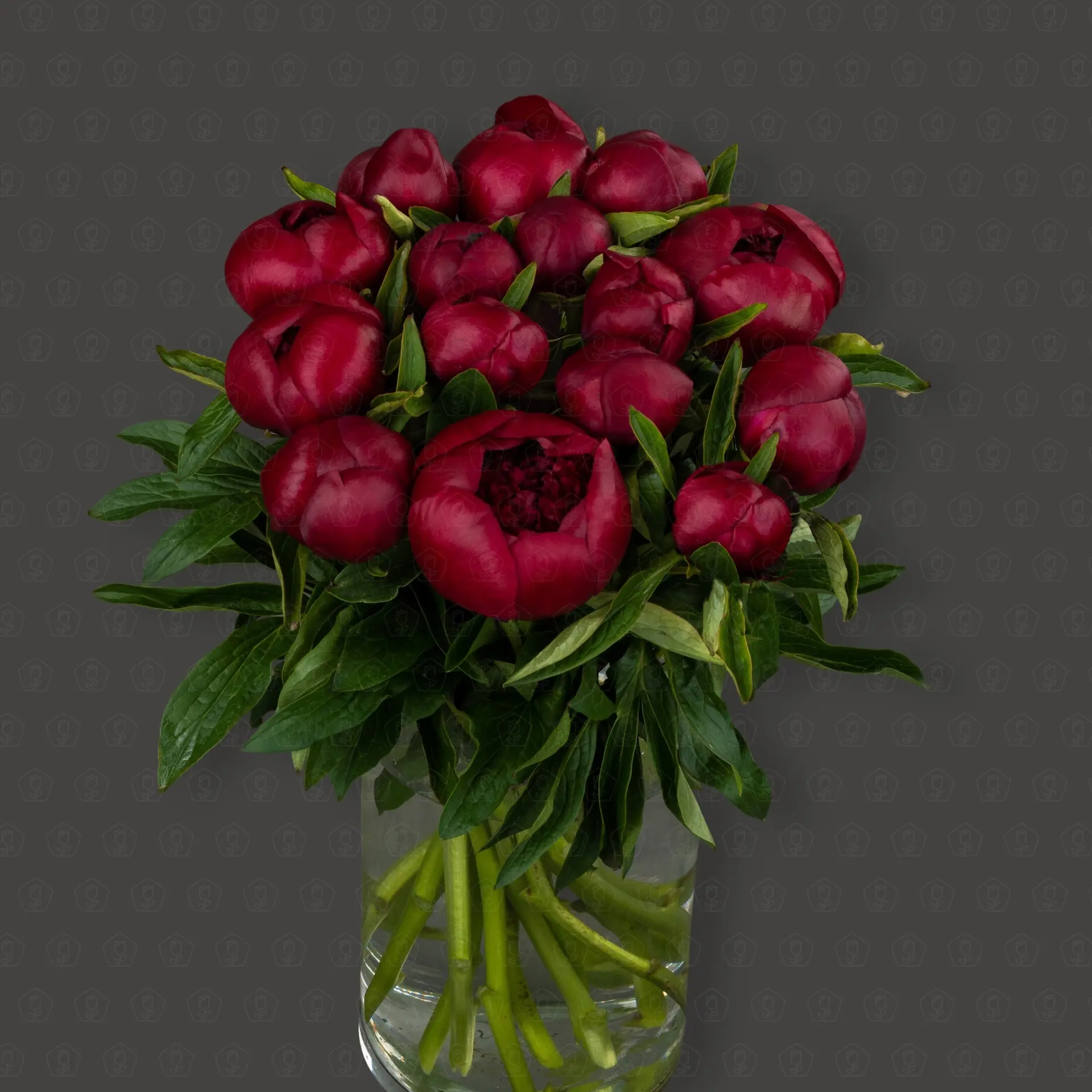 Пион (Бордовый)