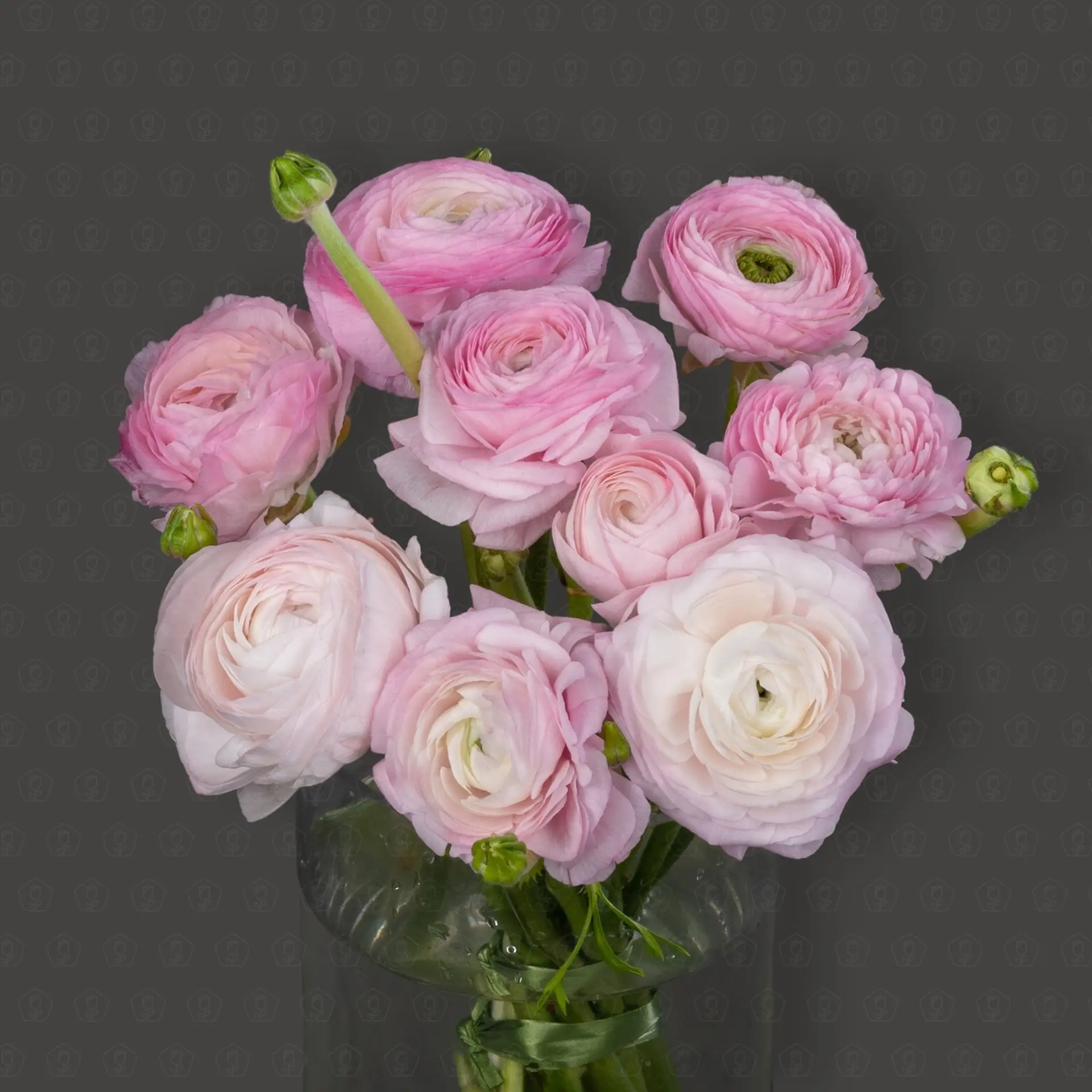 Ранункулус (Светло-розовый)