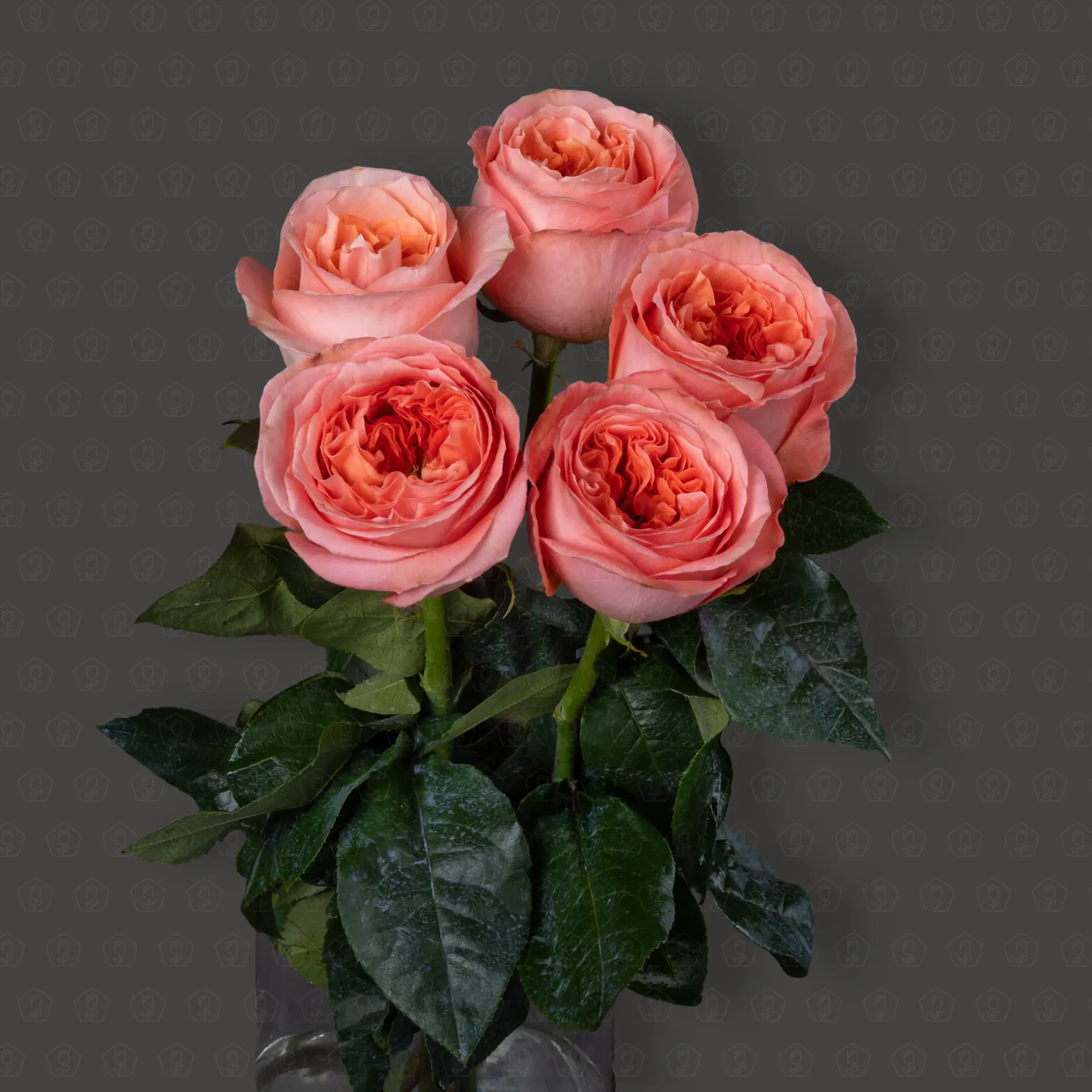 Роза Эквадор 50 см. пионовидная (Мандарин Экспрэшн)