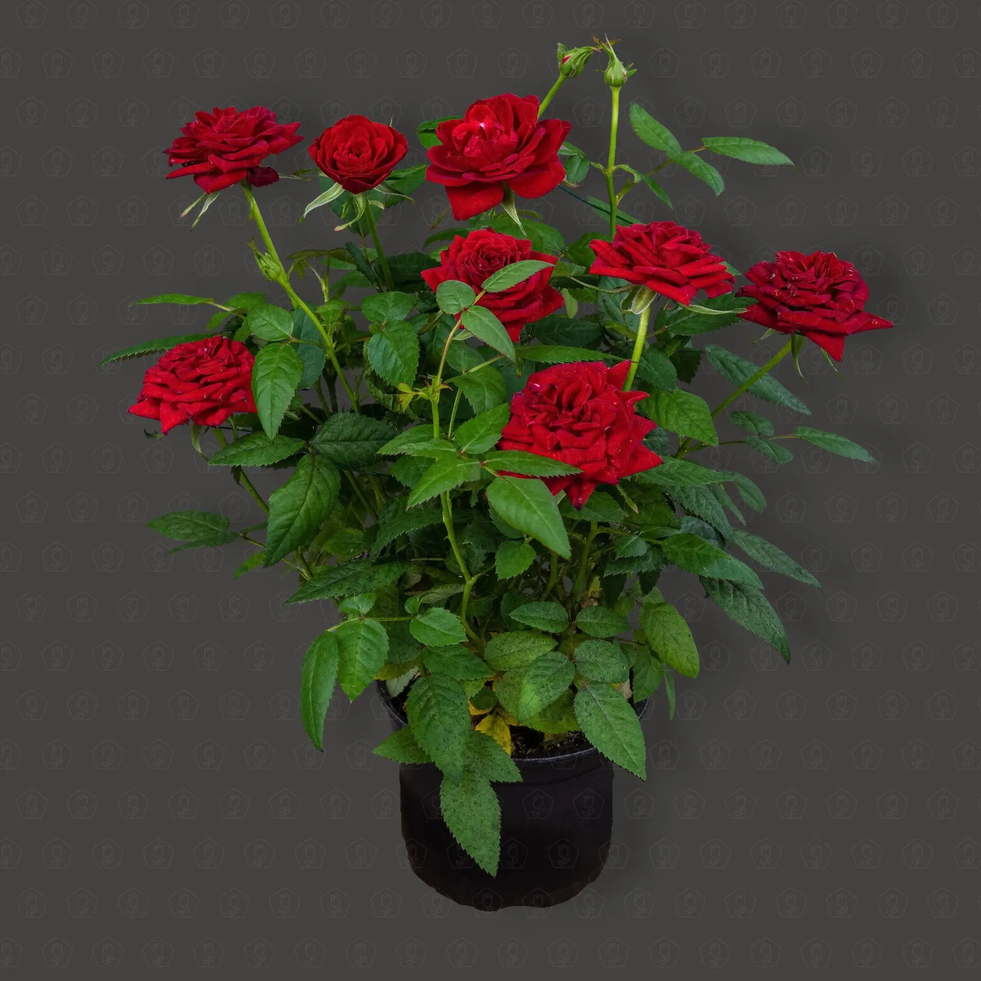 Роза Кордана (Красная)