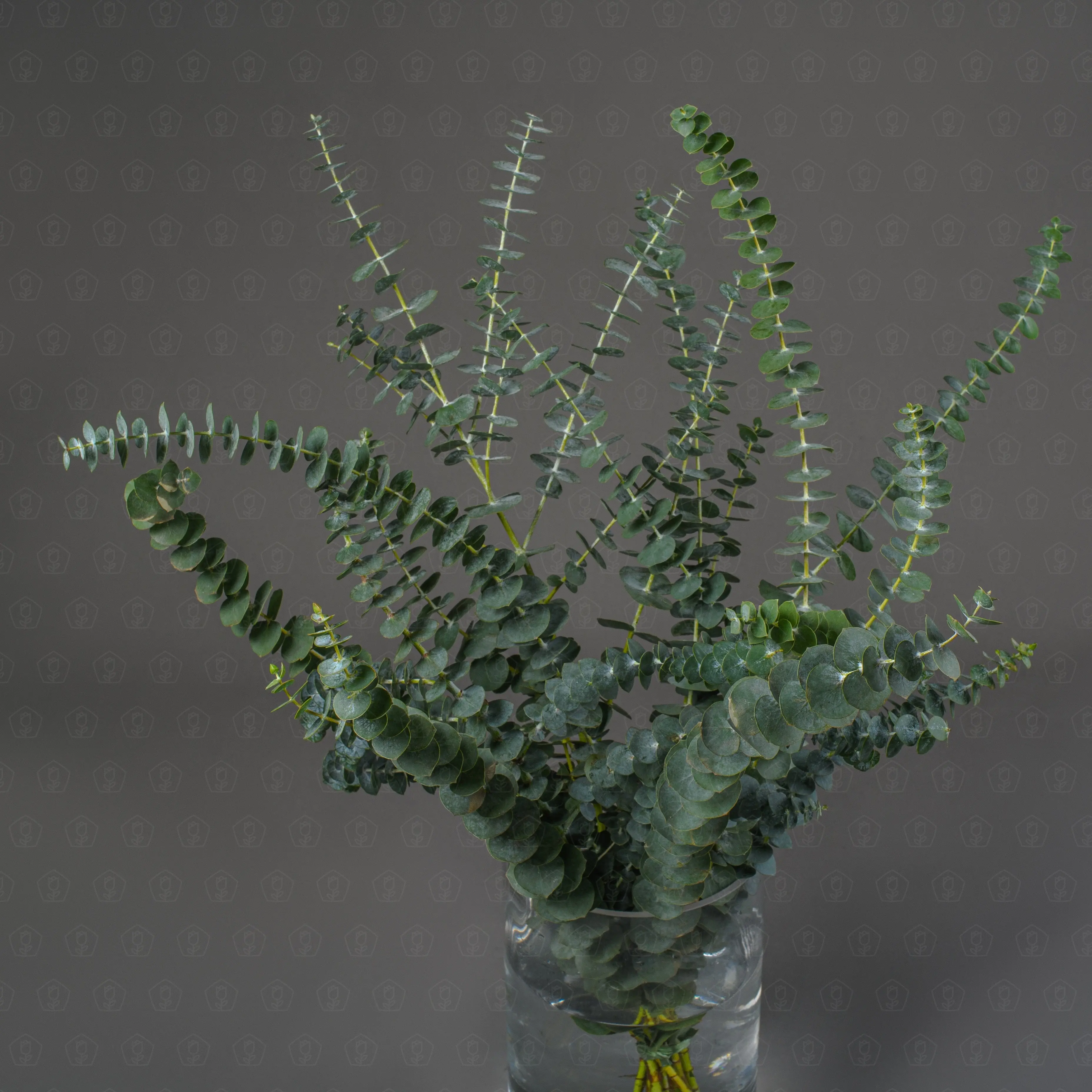 Зелень Эвкалипт бэби блю (банч)