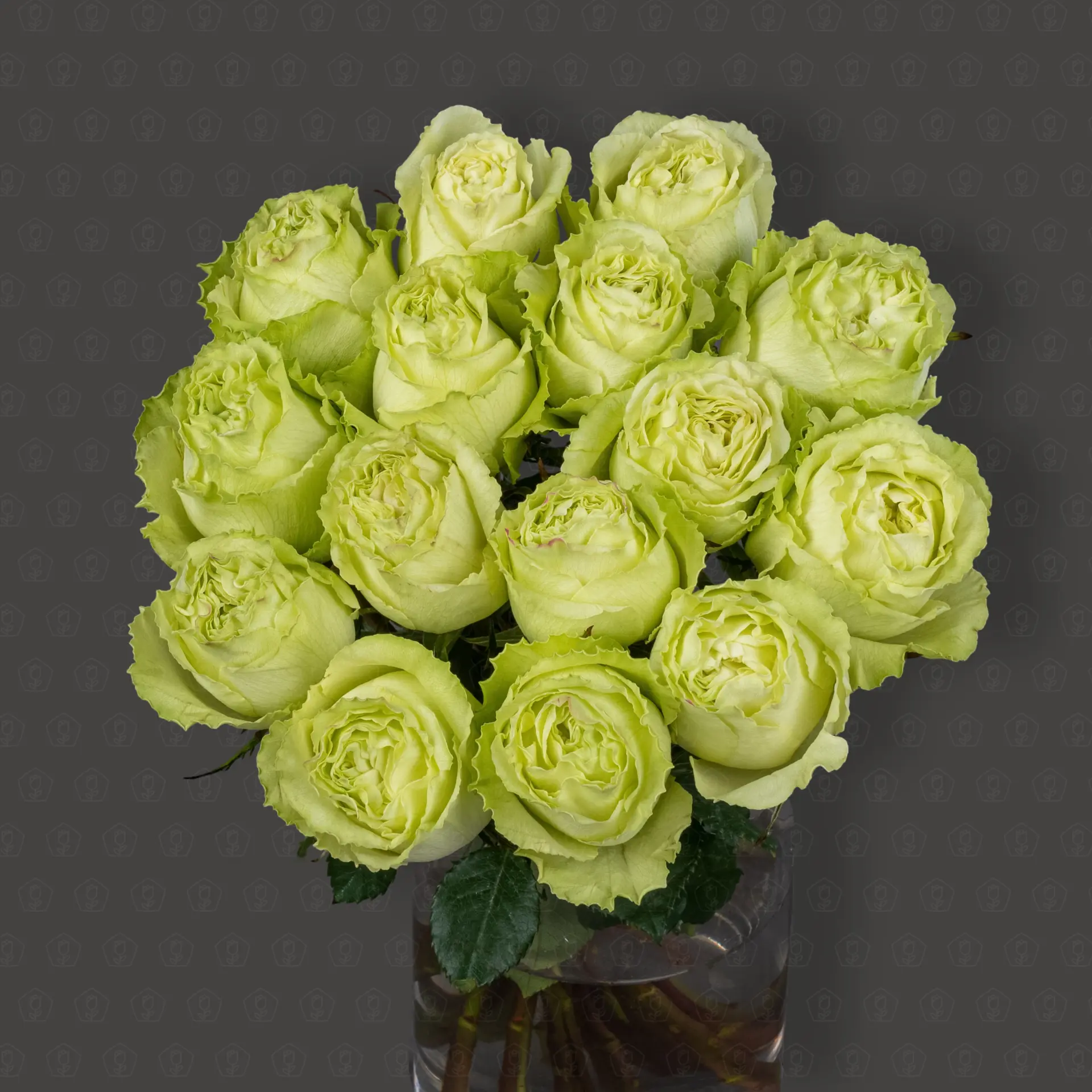 Роза Эквадор 50 см. пионовидная (Лимонад)