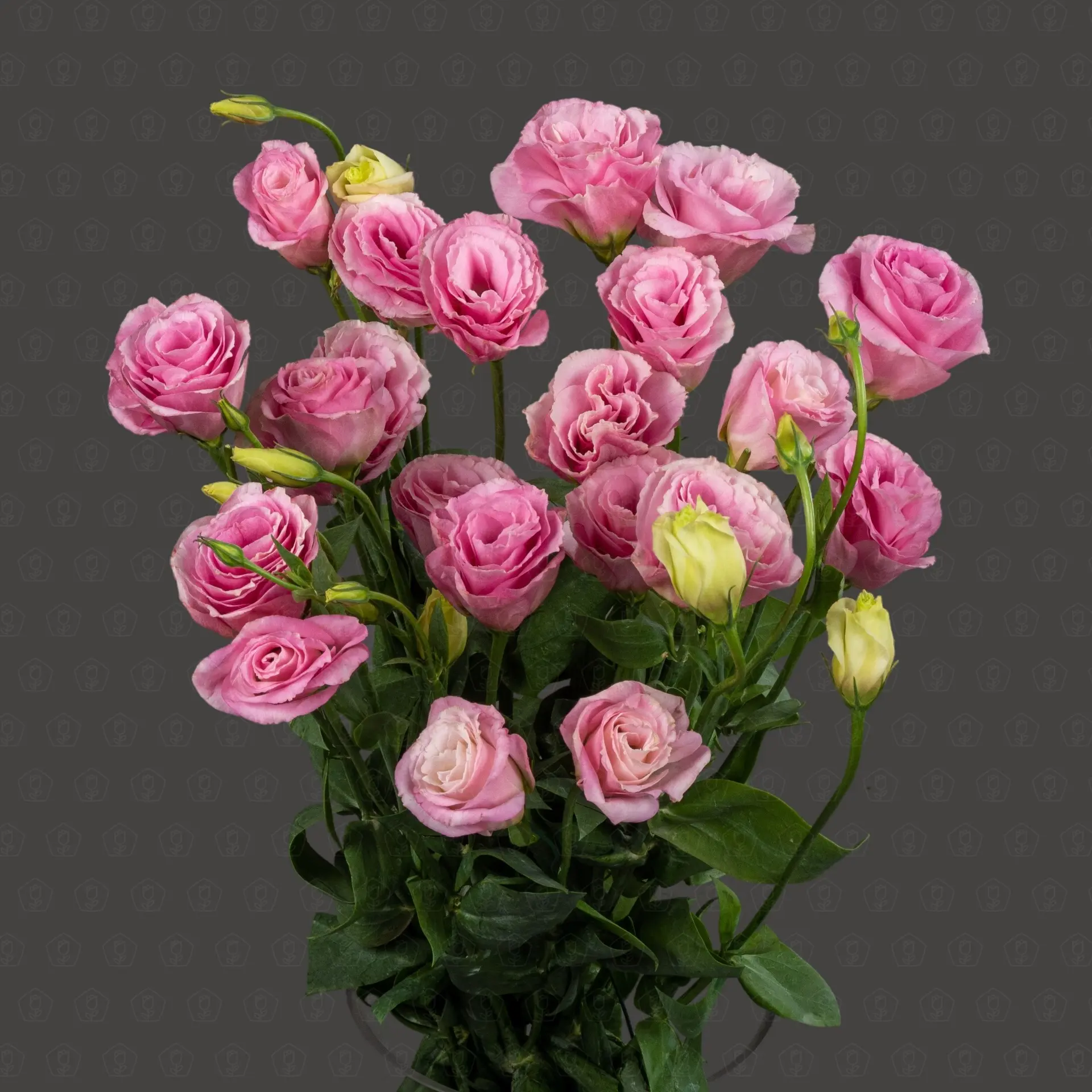 Эустома (Розовая)