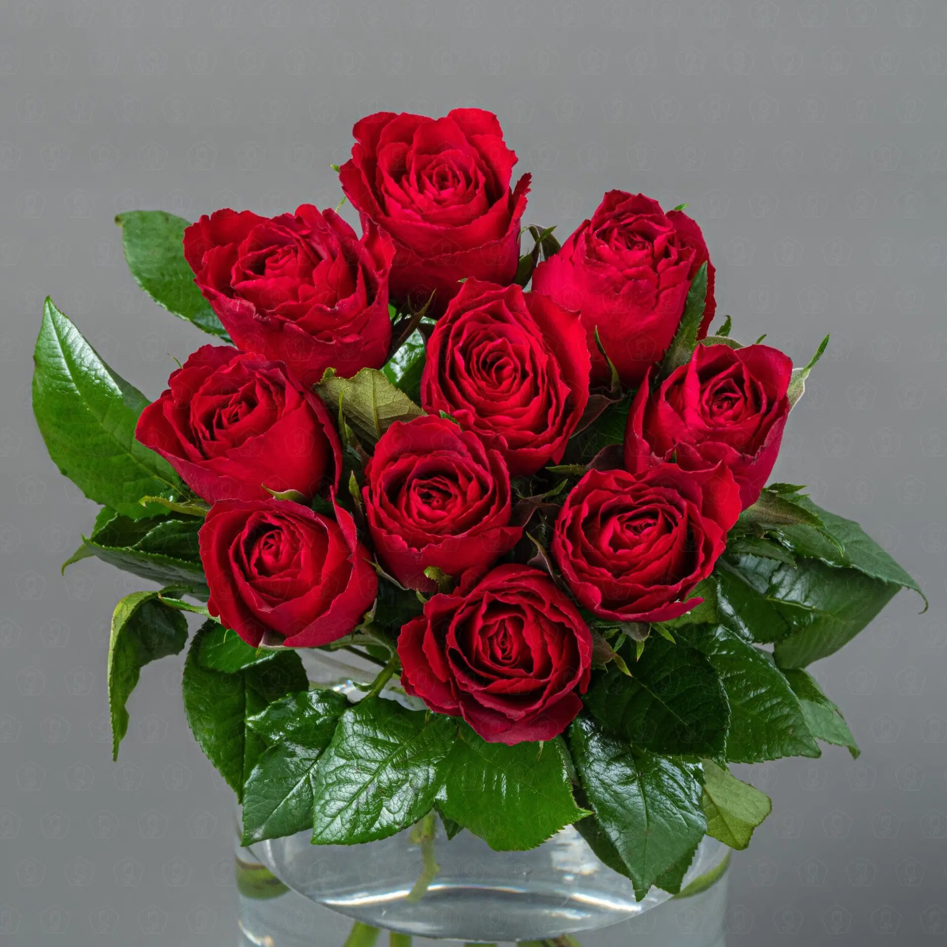 Роза Кения 40 см. (Красная)