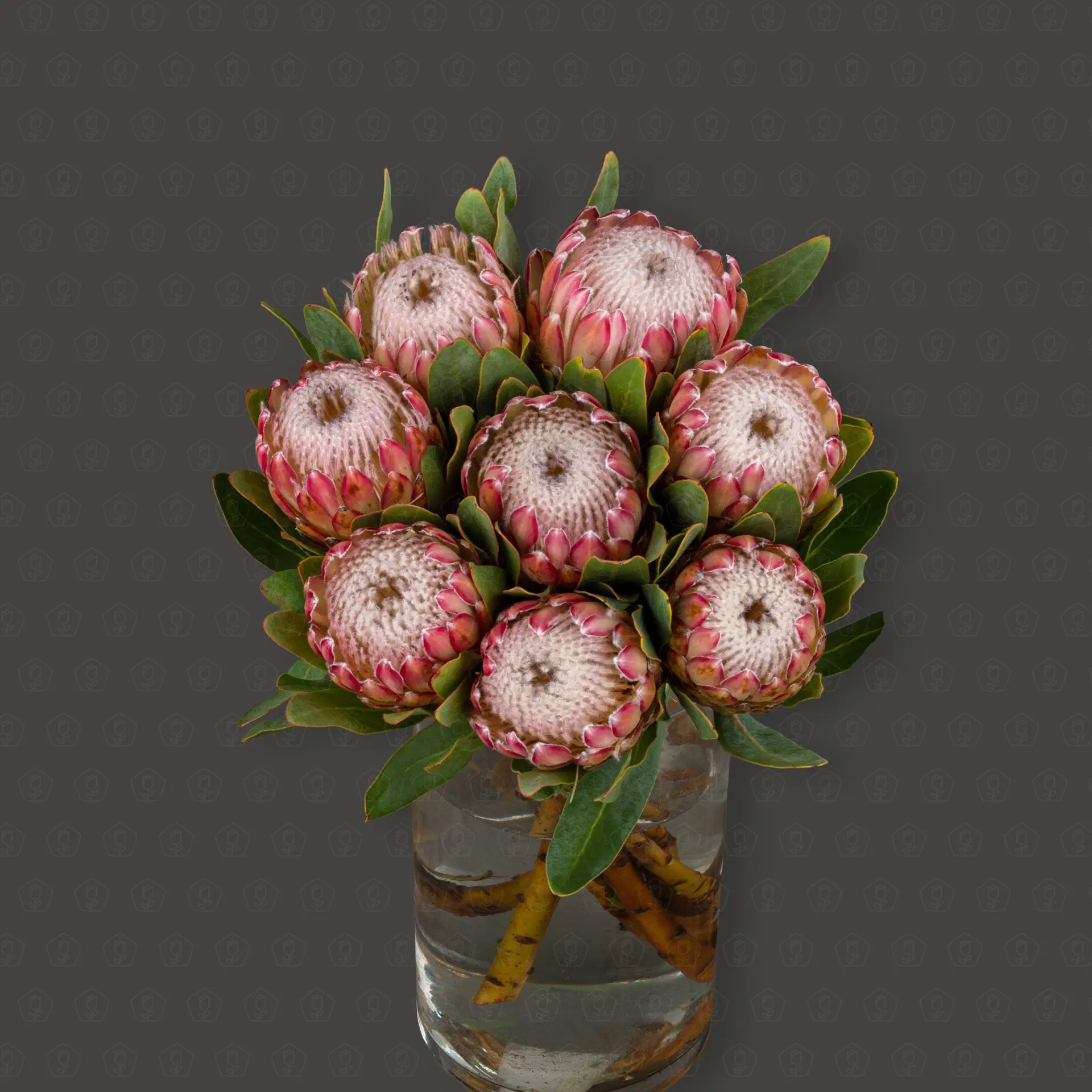 Протея (Сусара) Протея (Сусара)