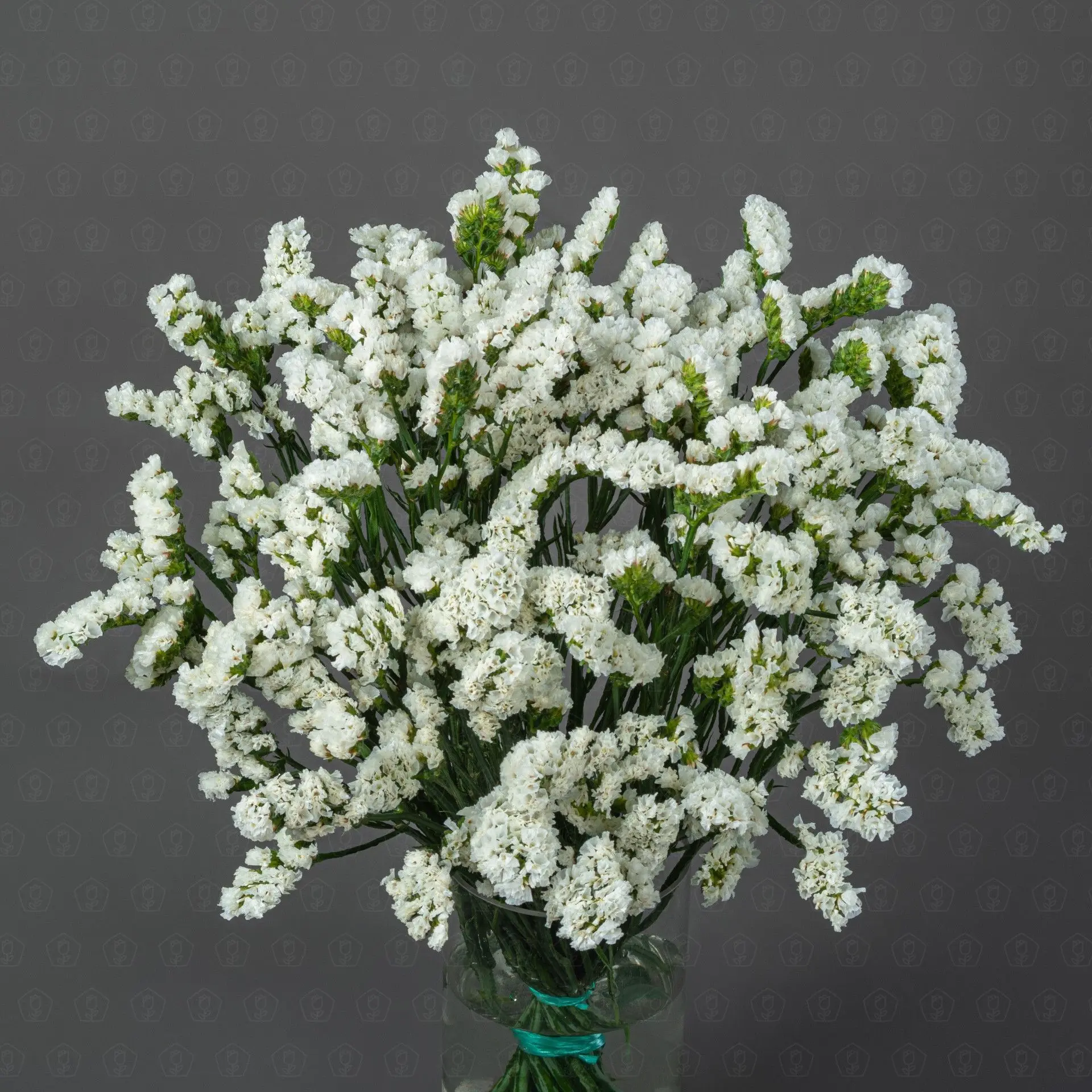 Статица (Белая) Статица (Белая)