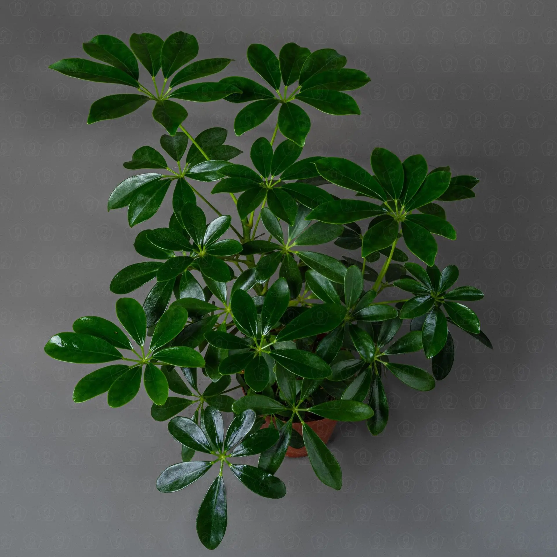 Шеффлера Нора 12 Шеффлера Нора 12