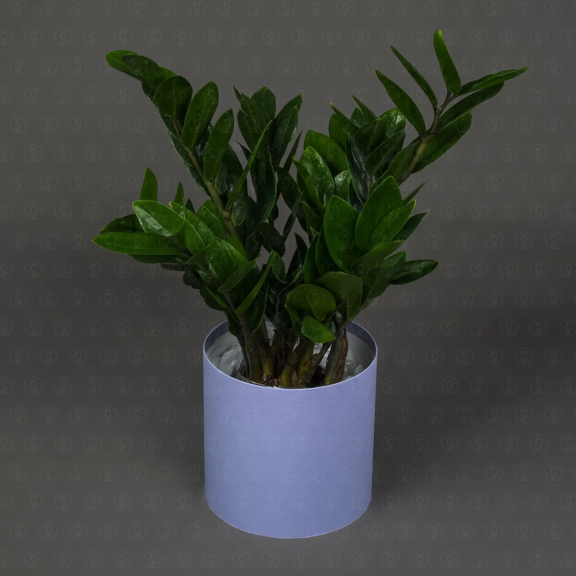 Замиокулкас