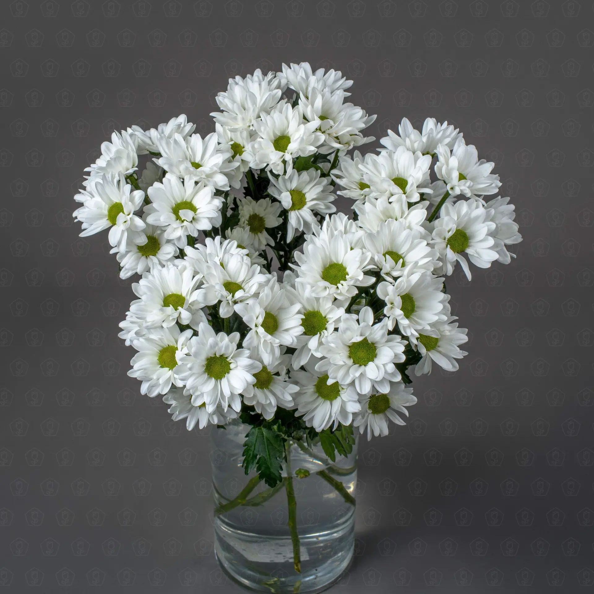 Хризантема кустовая (Чик)