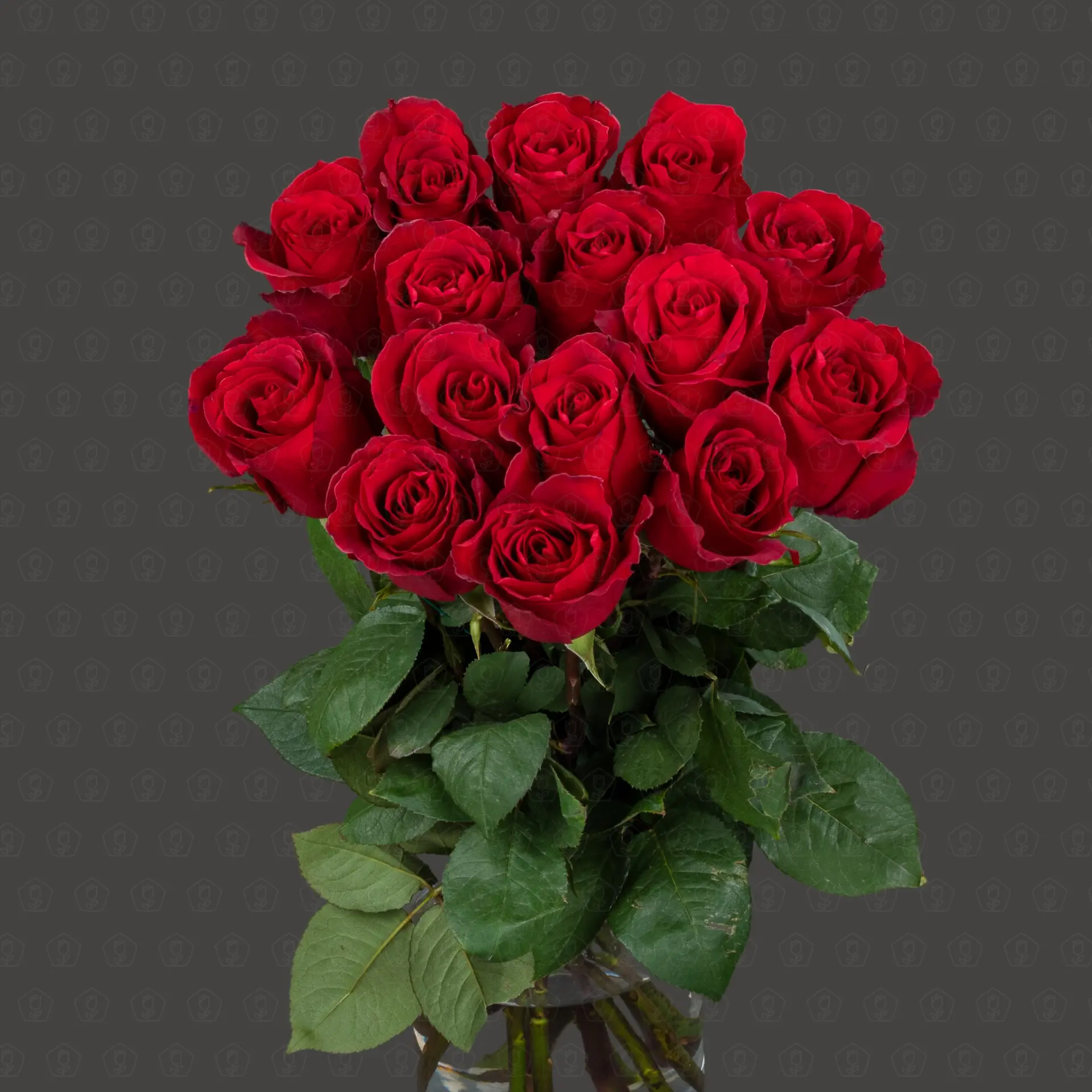 Роза Эквадор 70 см. (Даллас)