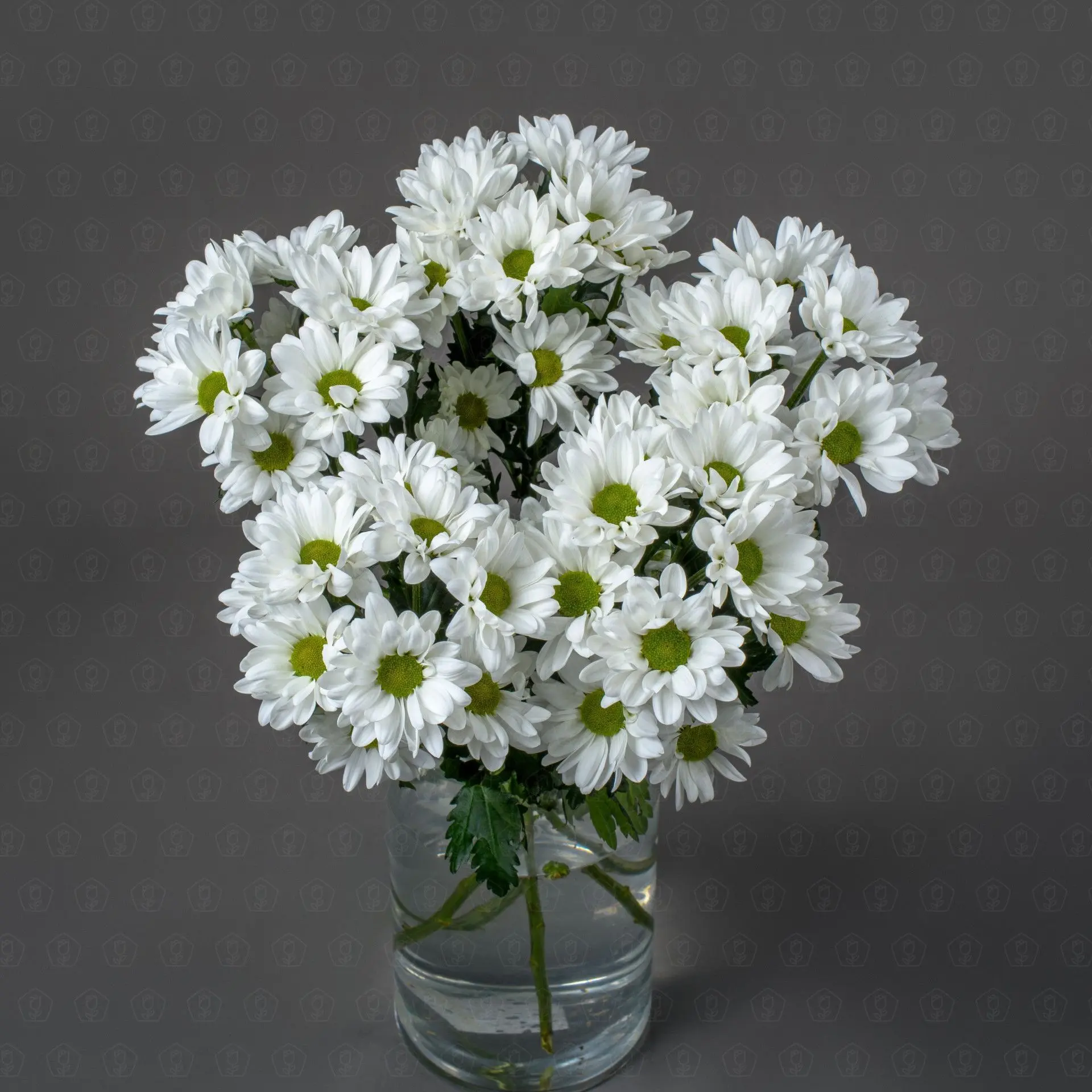 Хризантема кустовая (Чик)