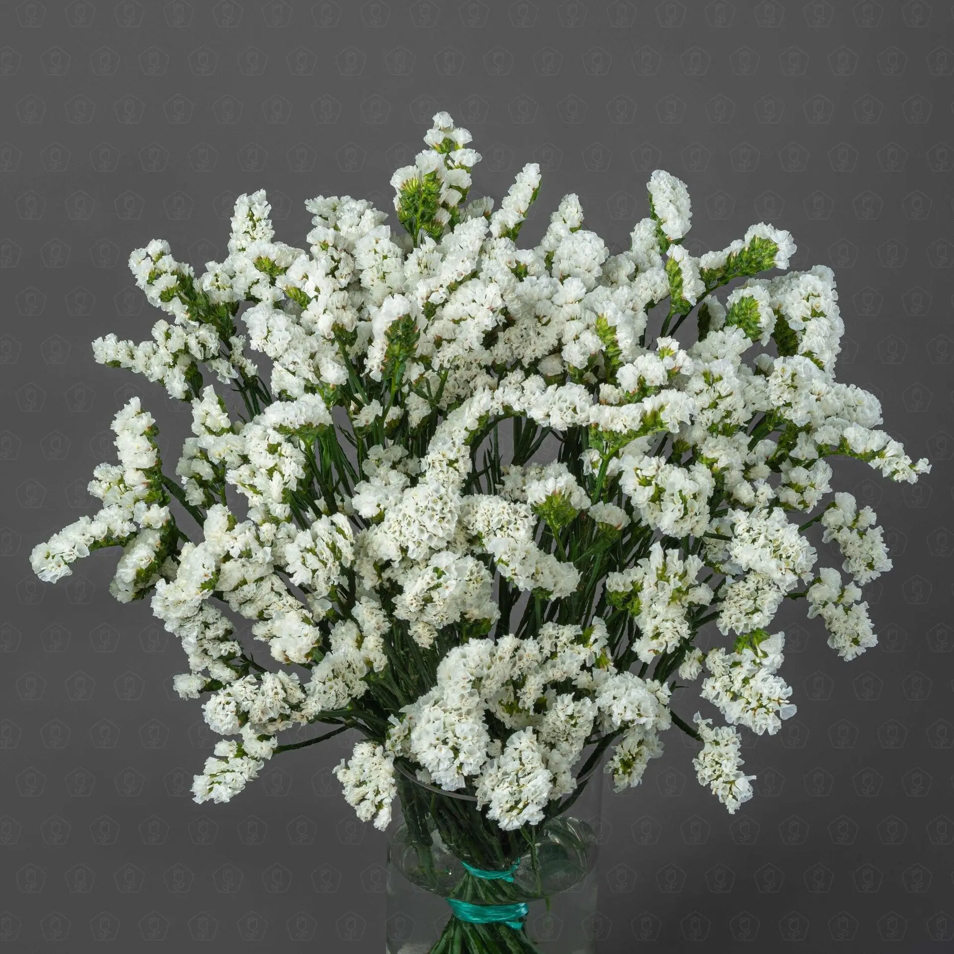 Статица (Белая)