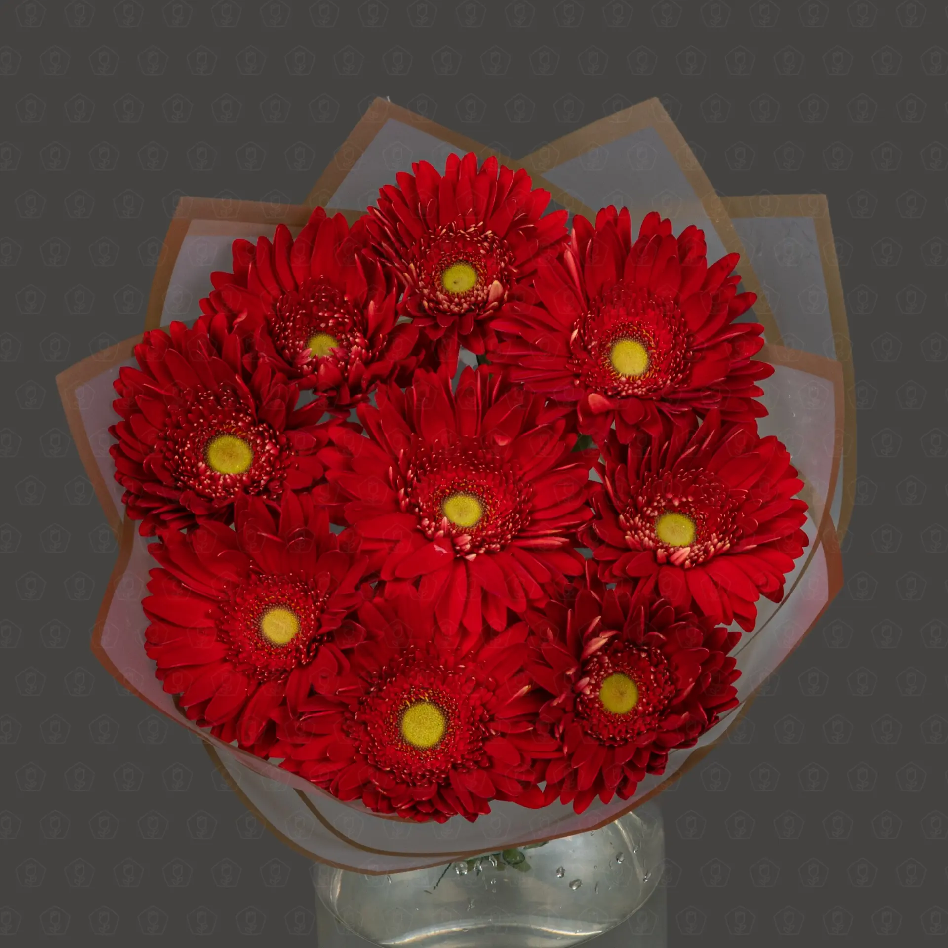 Акция! 9 Гербер Хайлайт с оформлением Премиум