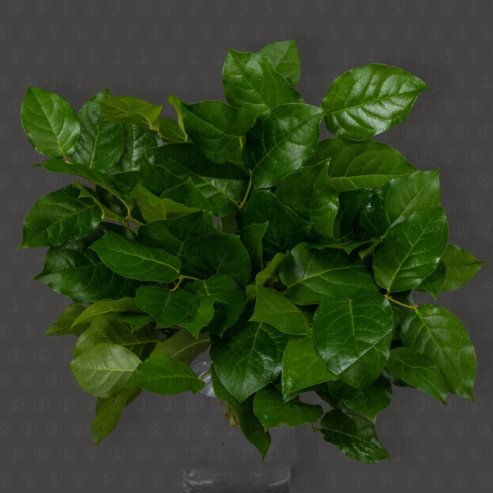 Зелень Салал (банч)