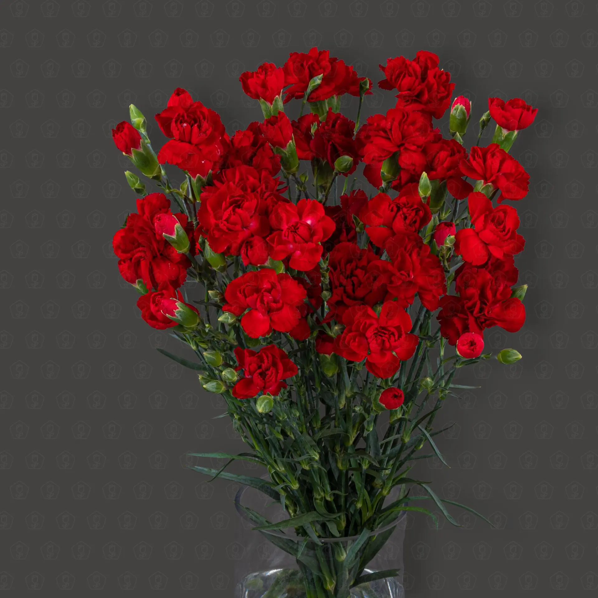 Гвоздика кустовая (Красная)