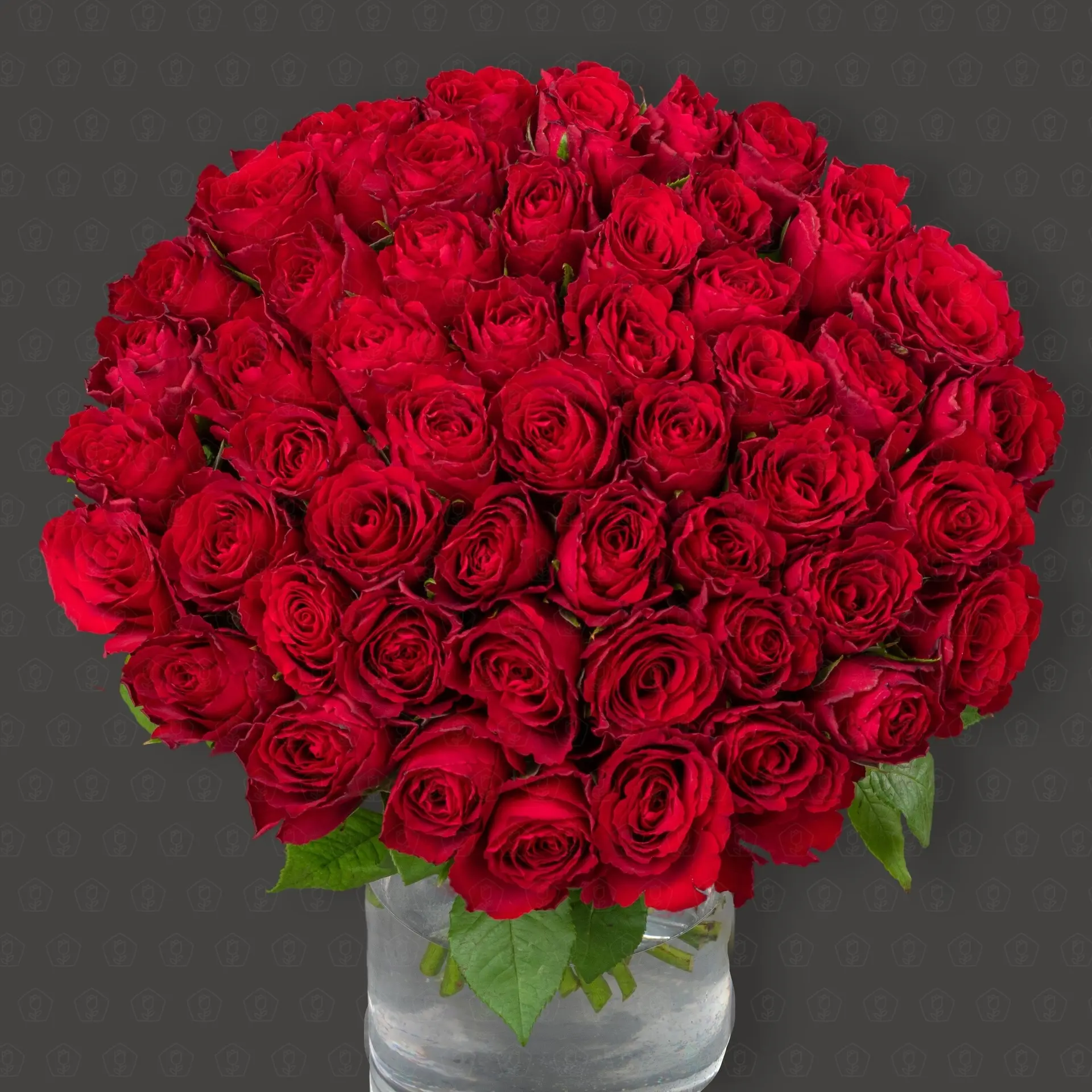 51 Роза Кения 40 см. "Алые грёзы"