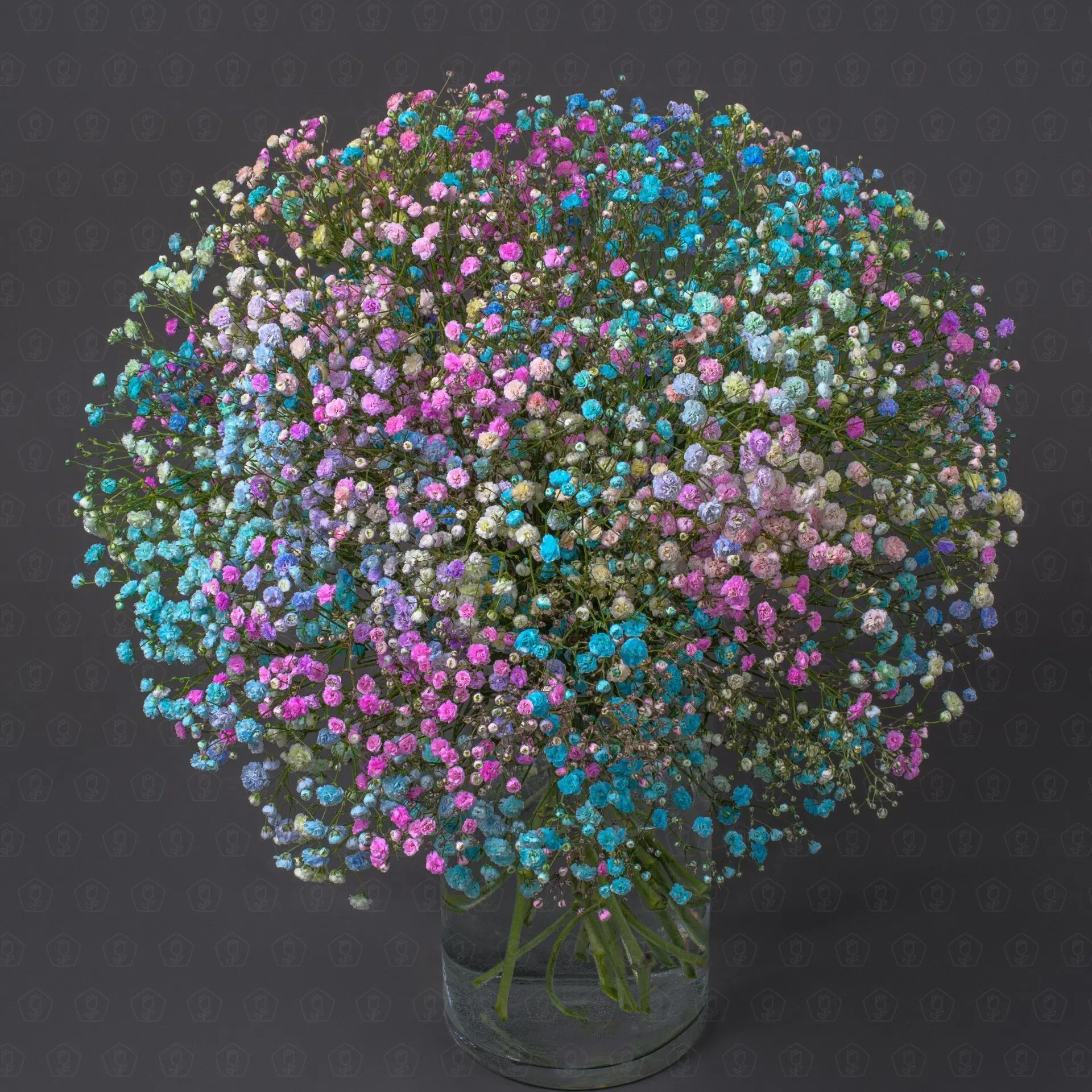 Гипсофила (Крашенная)