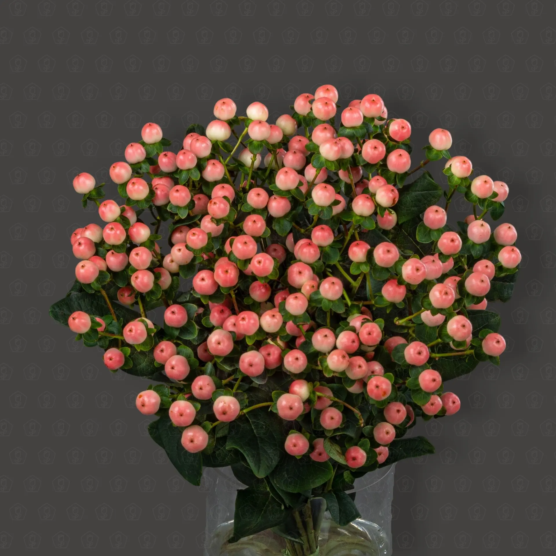 Гиперикум (Розовый)