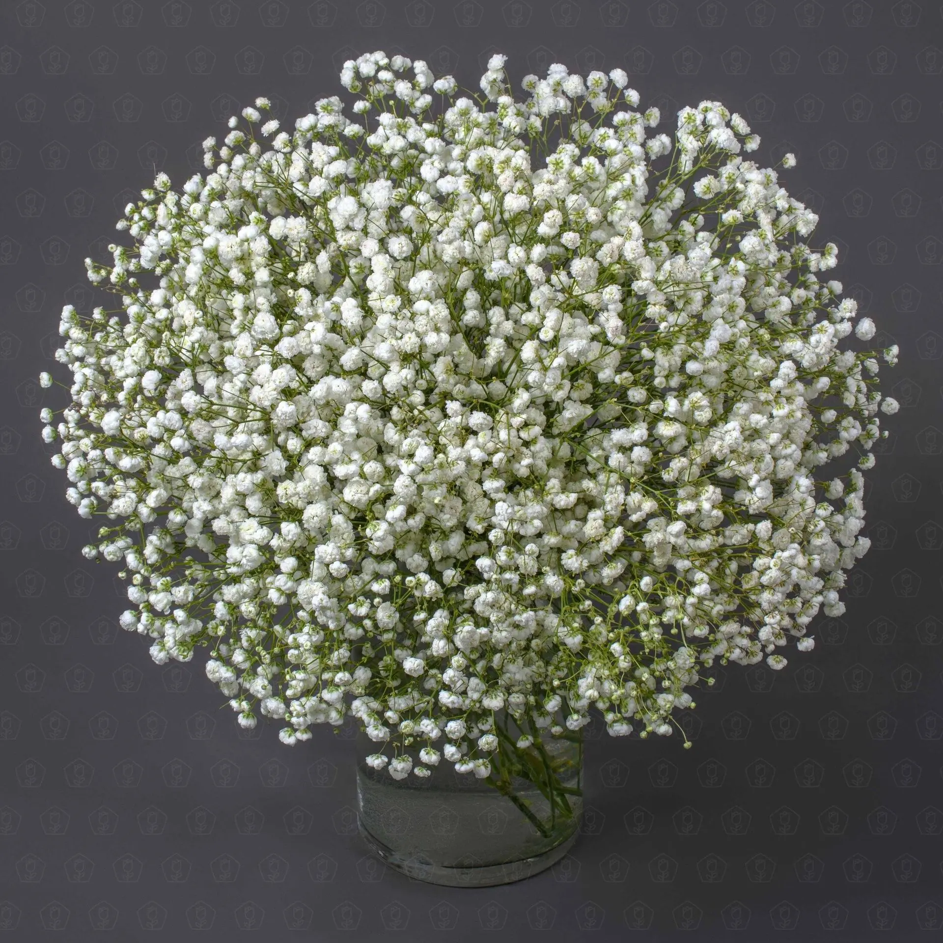 Гипсофила (Белая)