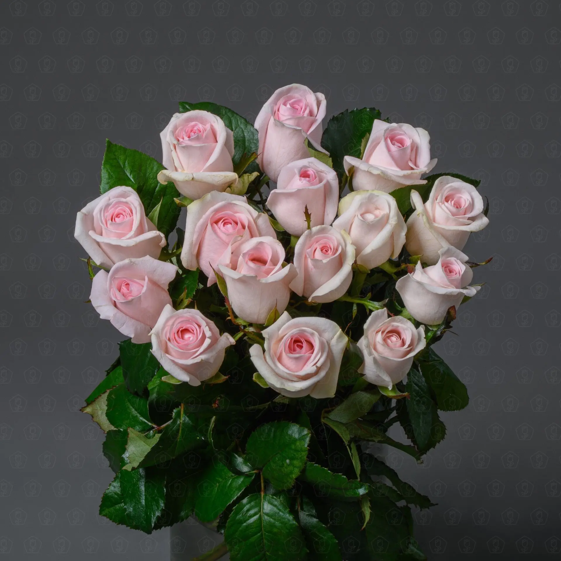 Роза Россия 50 см. (Свит Ревиваль)