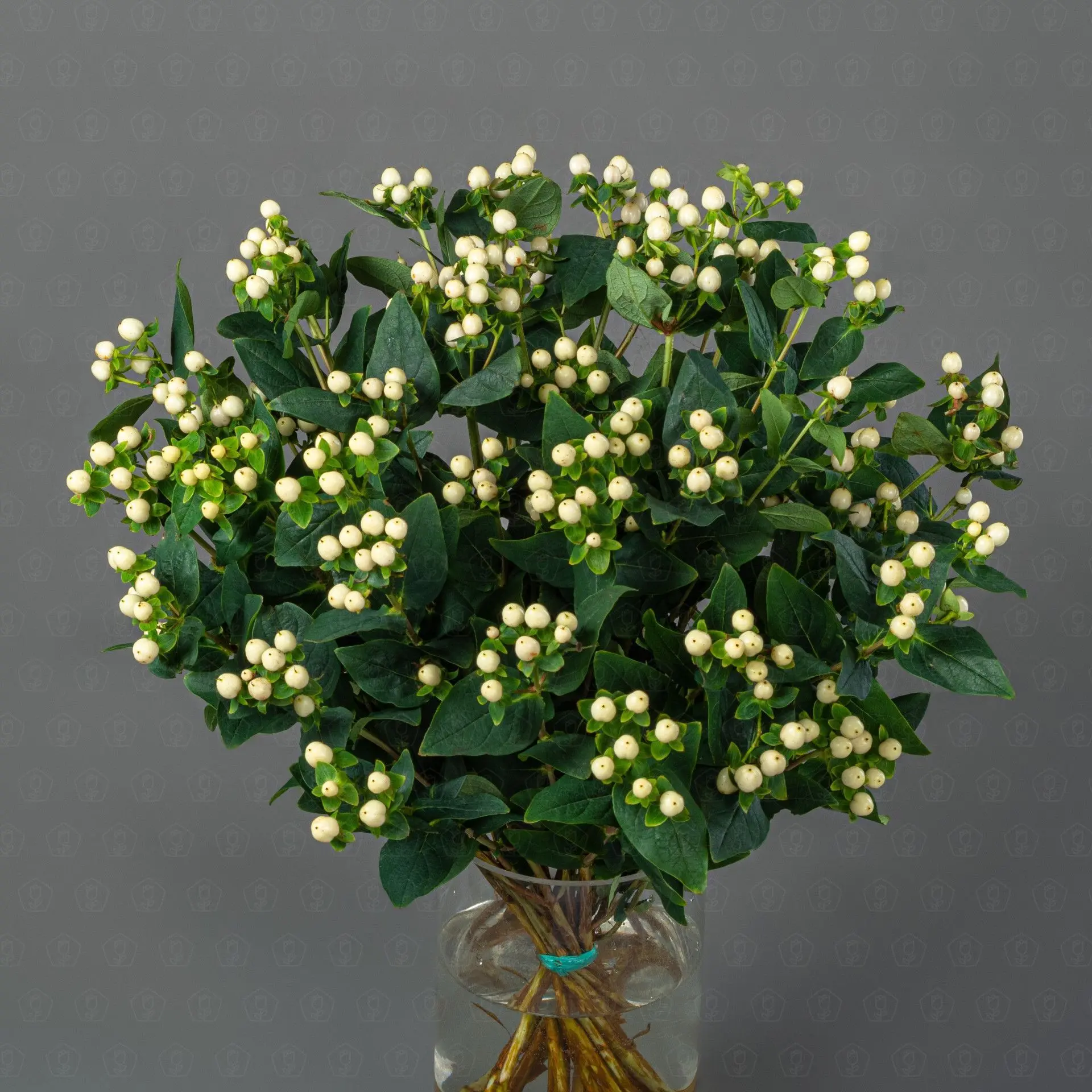 Гиперикум (Белый) Гиперикум (Белый)