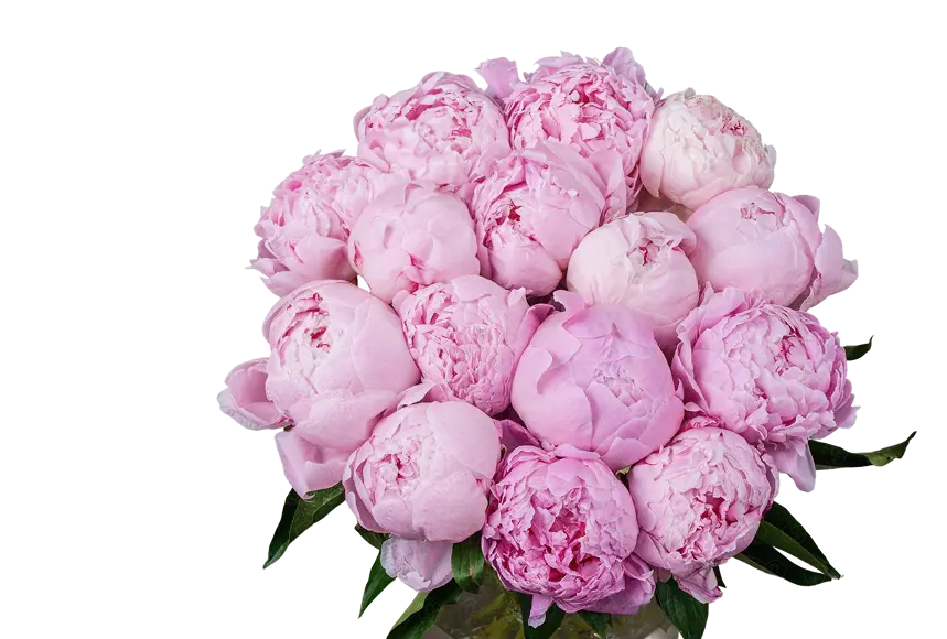 Пионы — главный цветок сезона Пионы — главный цветок сезона