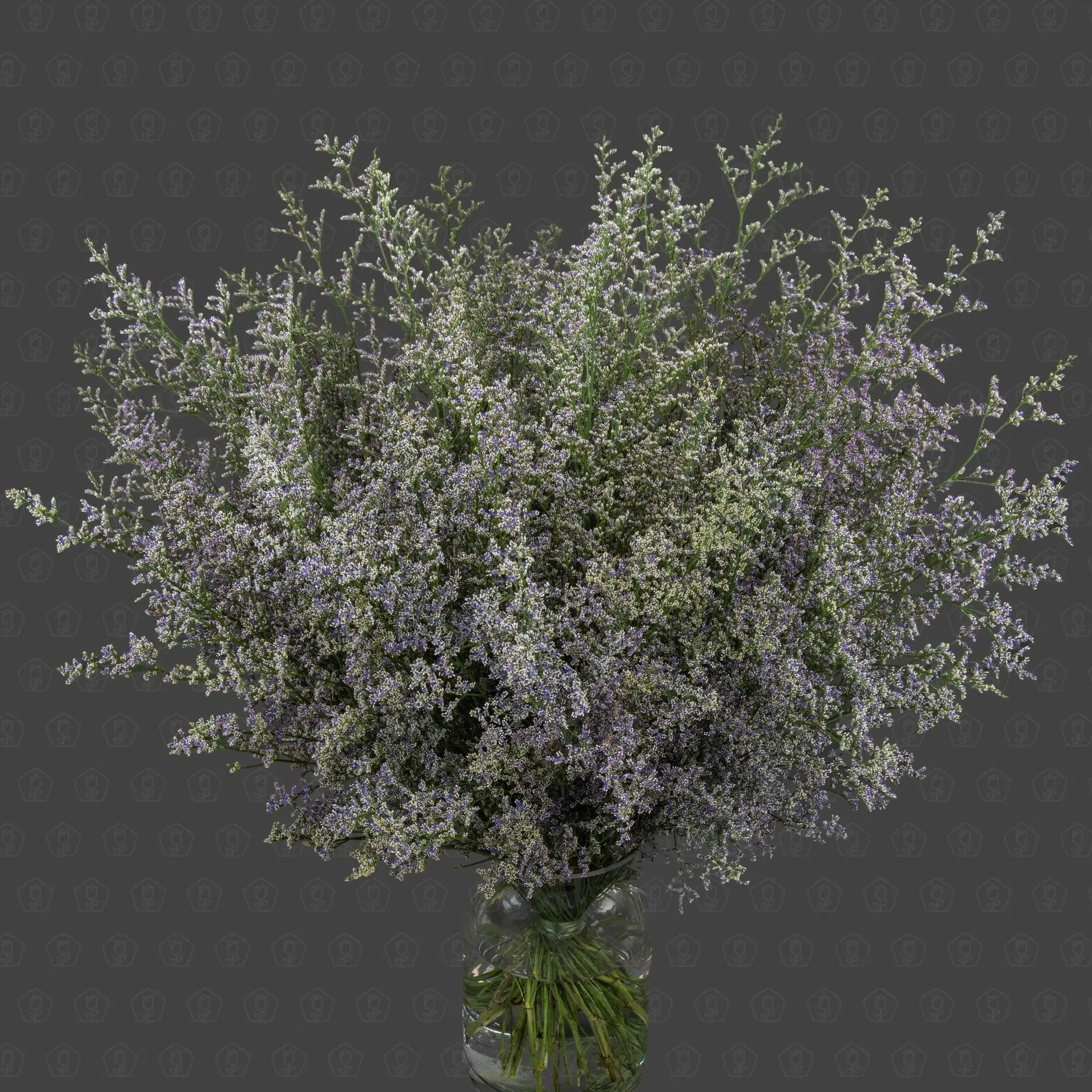 Лимониум (Синий)