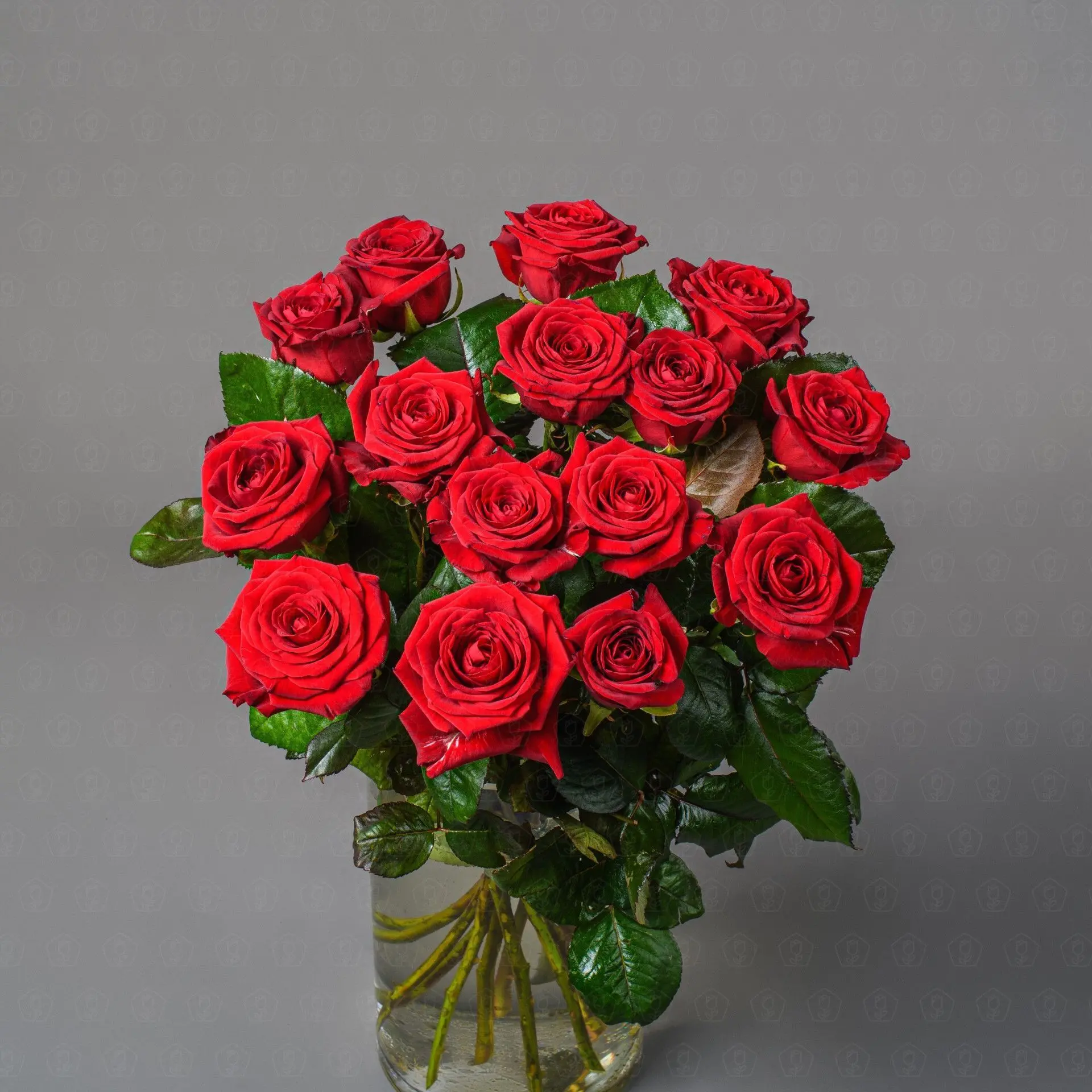 Роза Россия 50 см. (Ред Наоми)