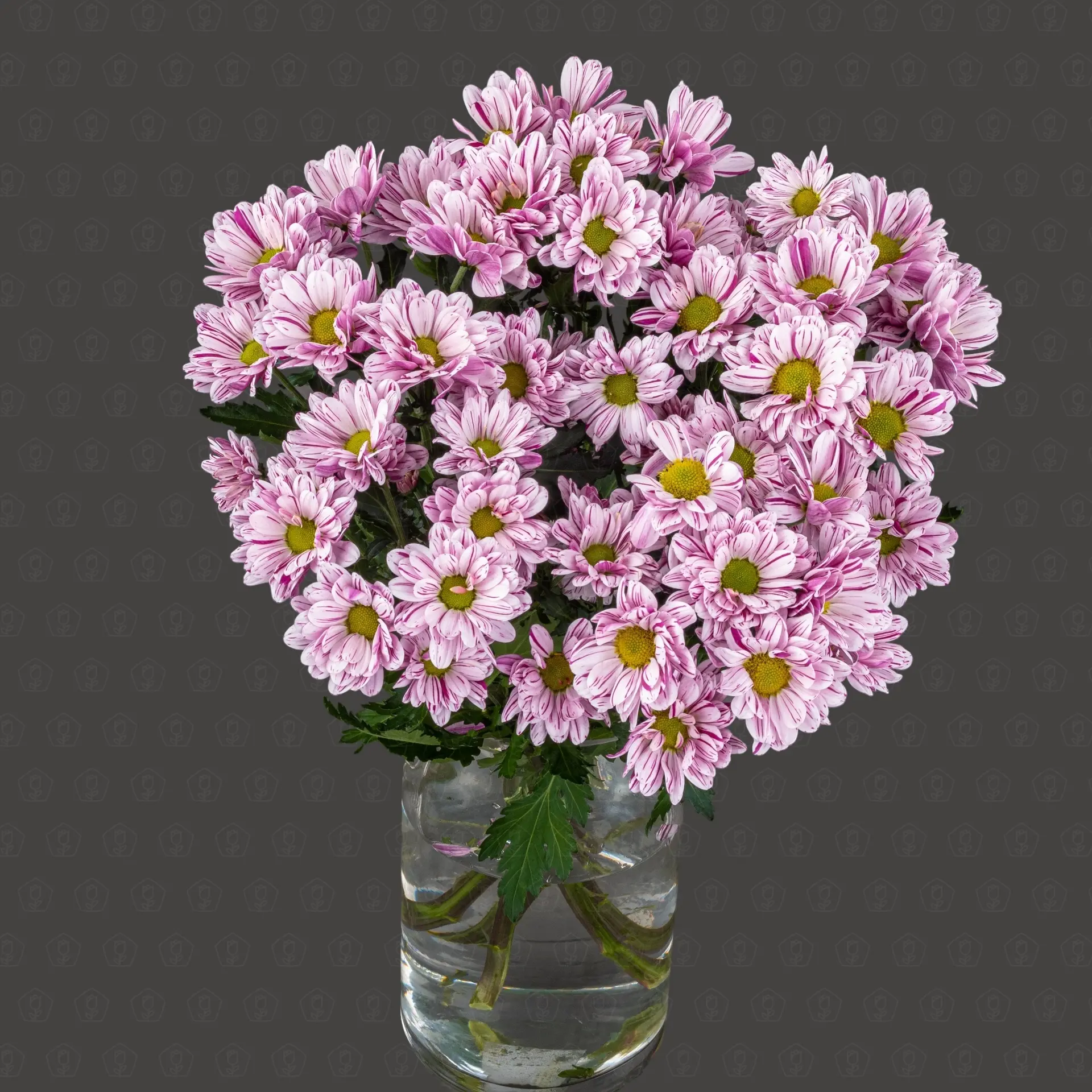 Хризантема кустовая (Фестиваль)