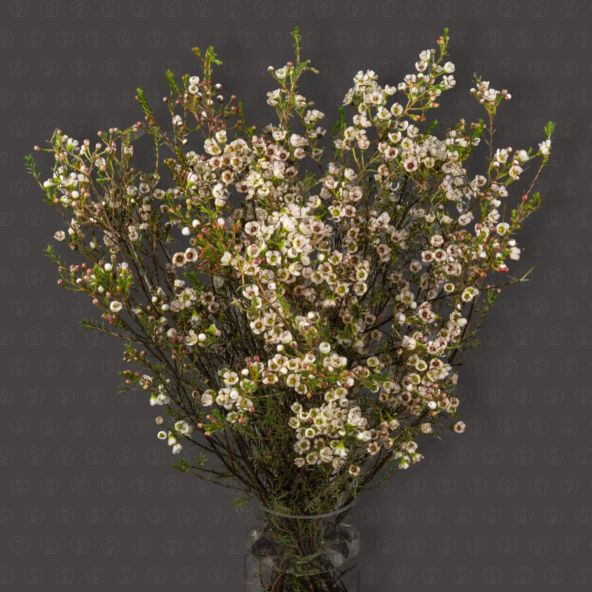 Ваксфловер (Белый)