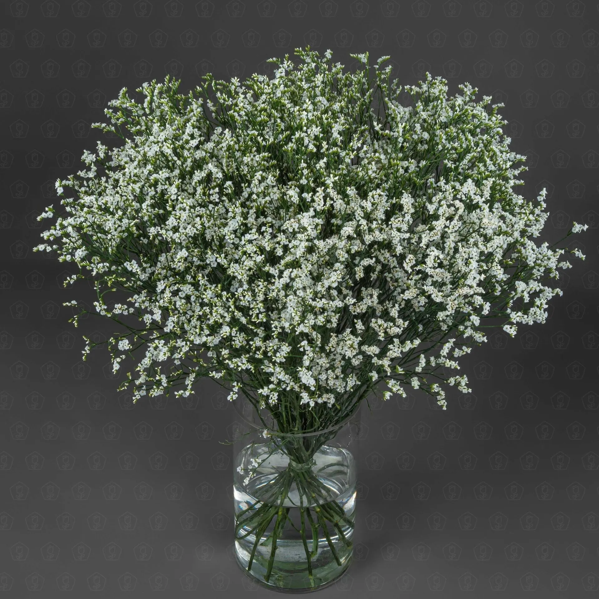 Лимониум (Белый)