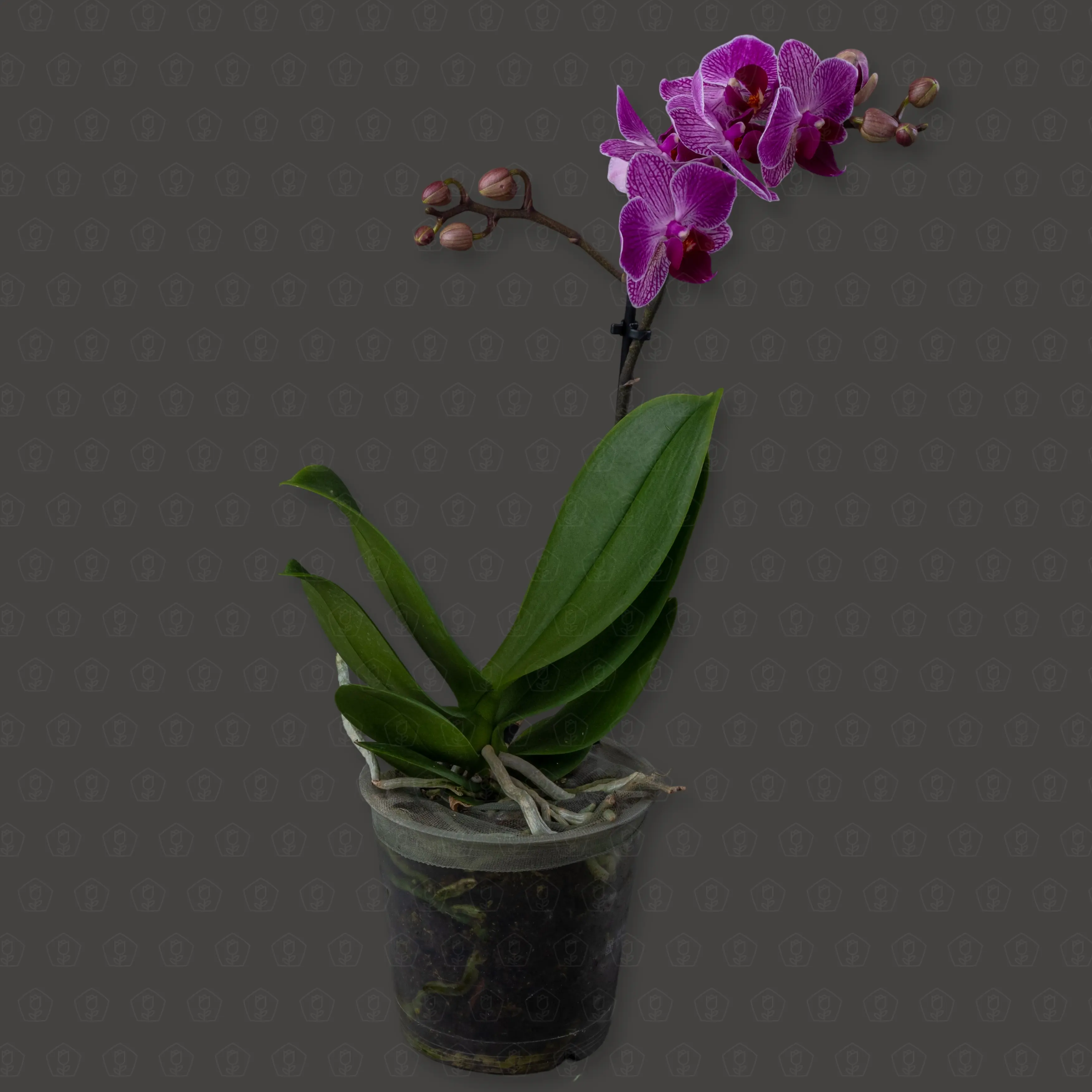 Фаленопсис 1 ст d12 h40 (Фиолетовый)