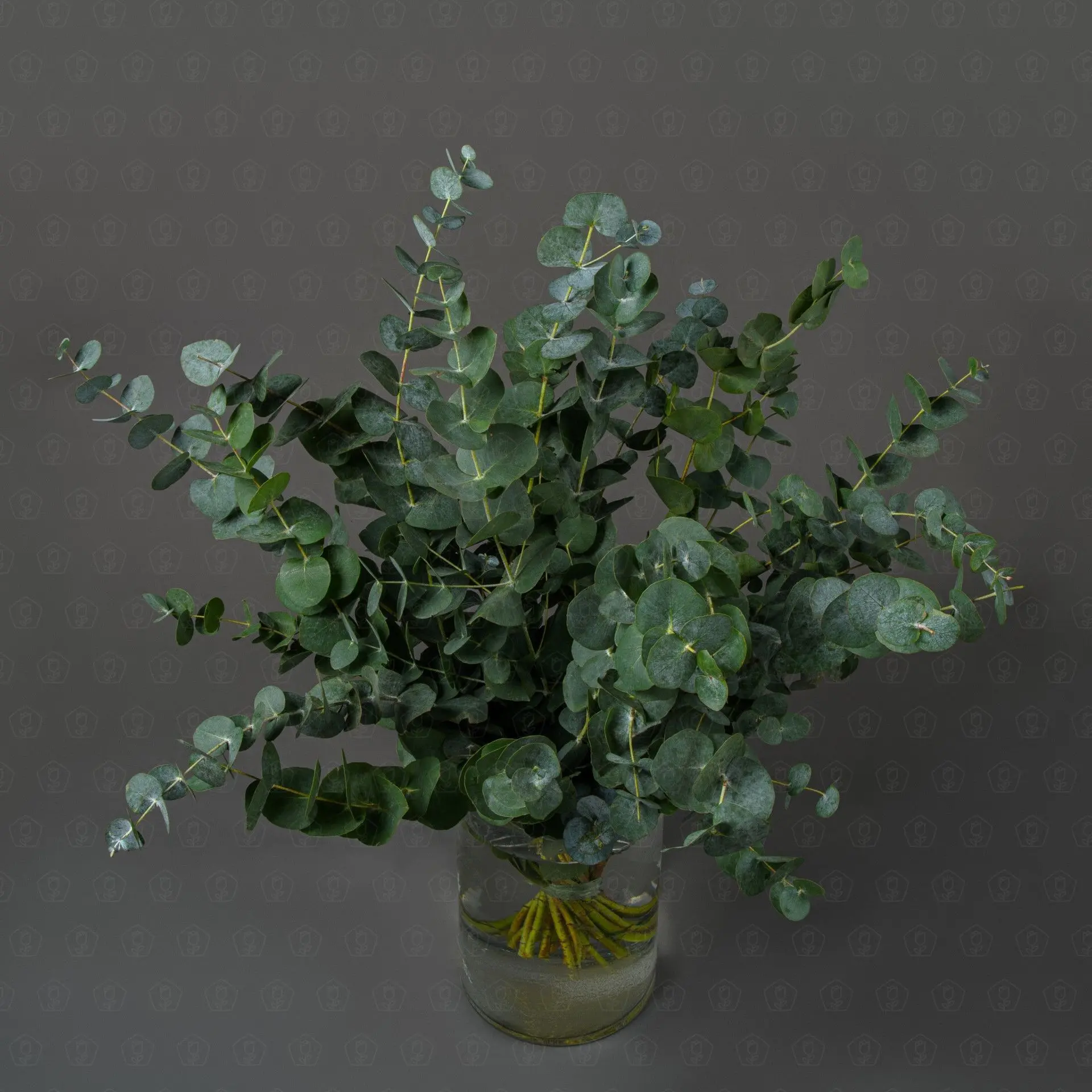 Зелень Эвкалипт Цинерея (банч)