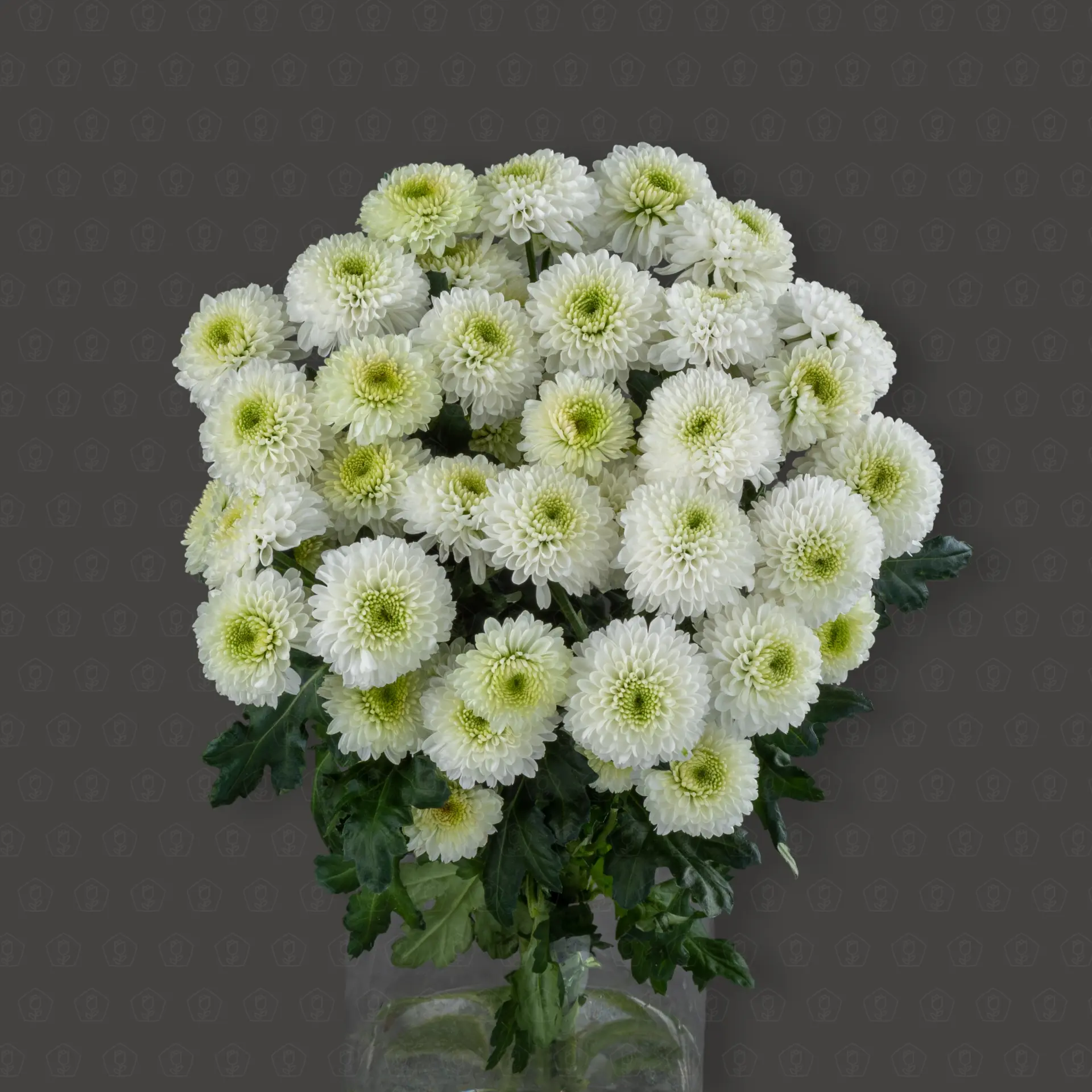 Хризантема кустовая (Альбарино)