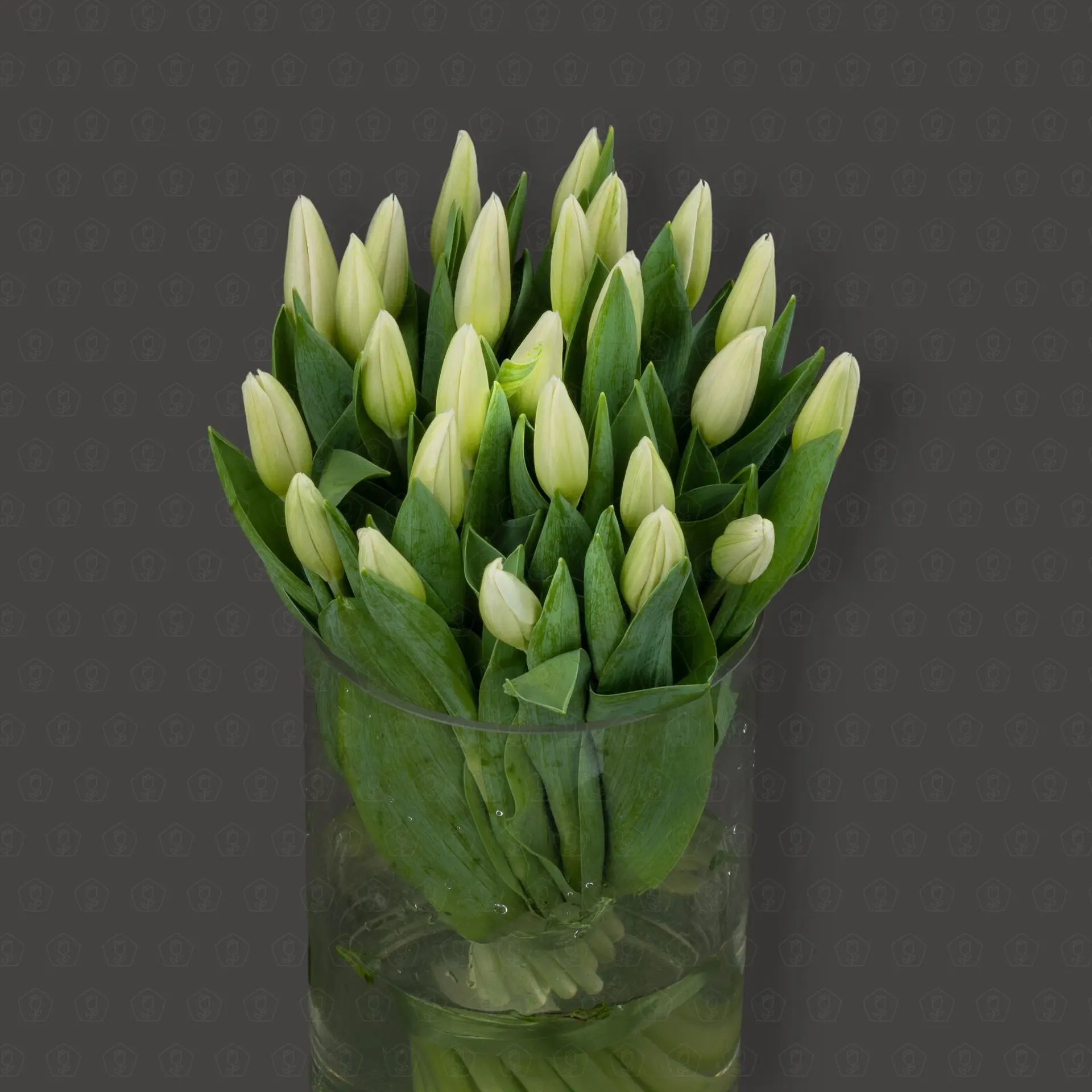 Тюльпан 50 см. (Белый) Упаковка 25 шт.