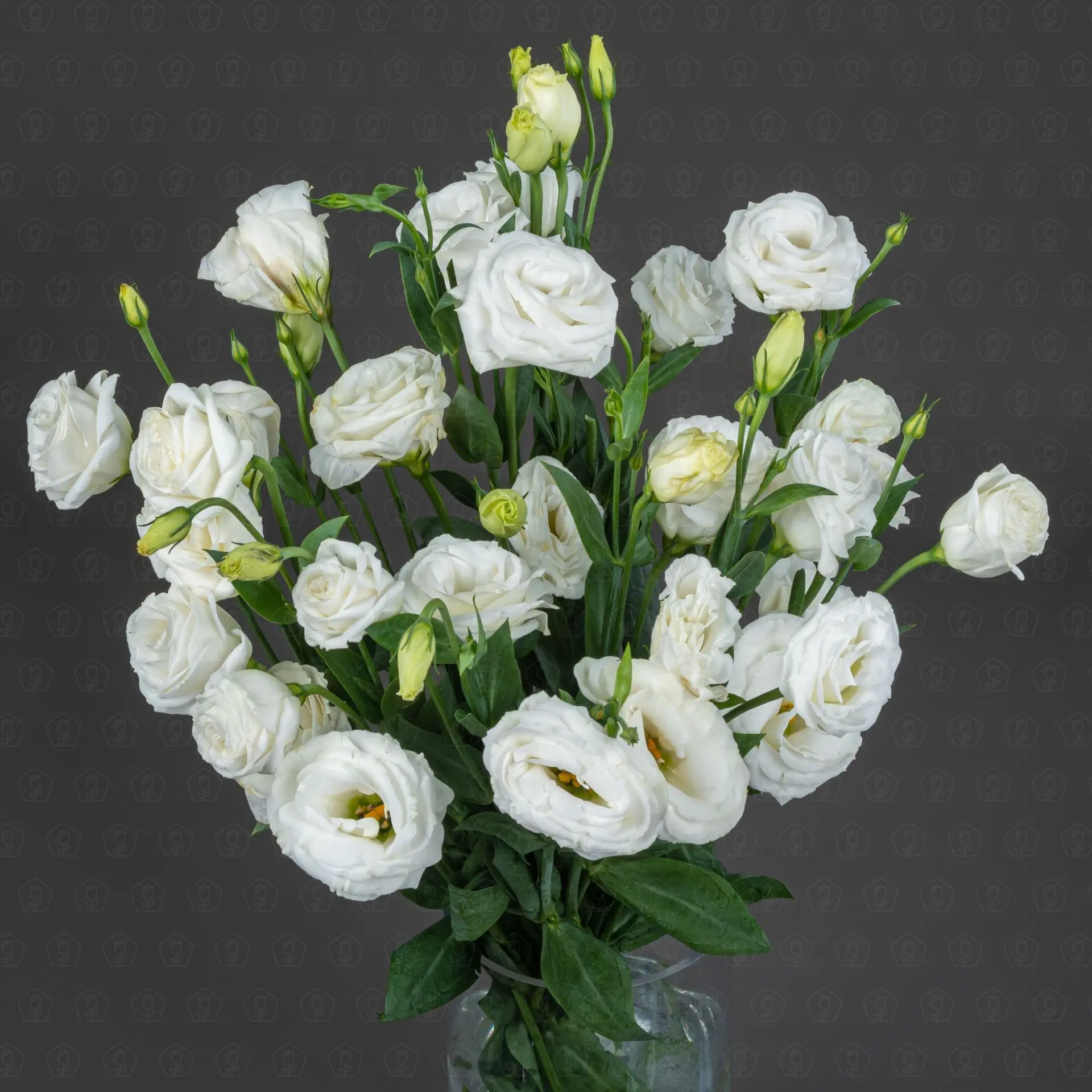 Эустома (Белая)