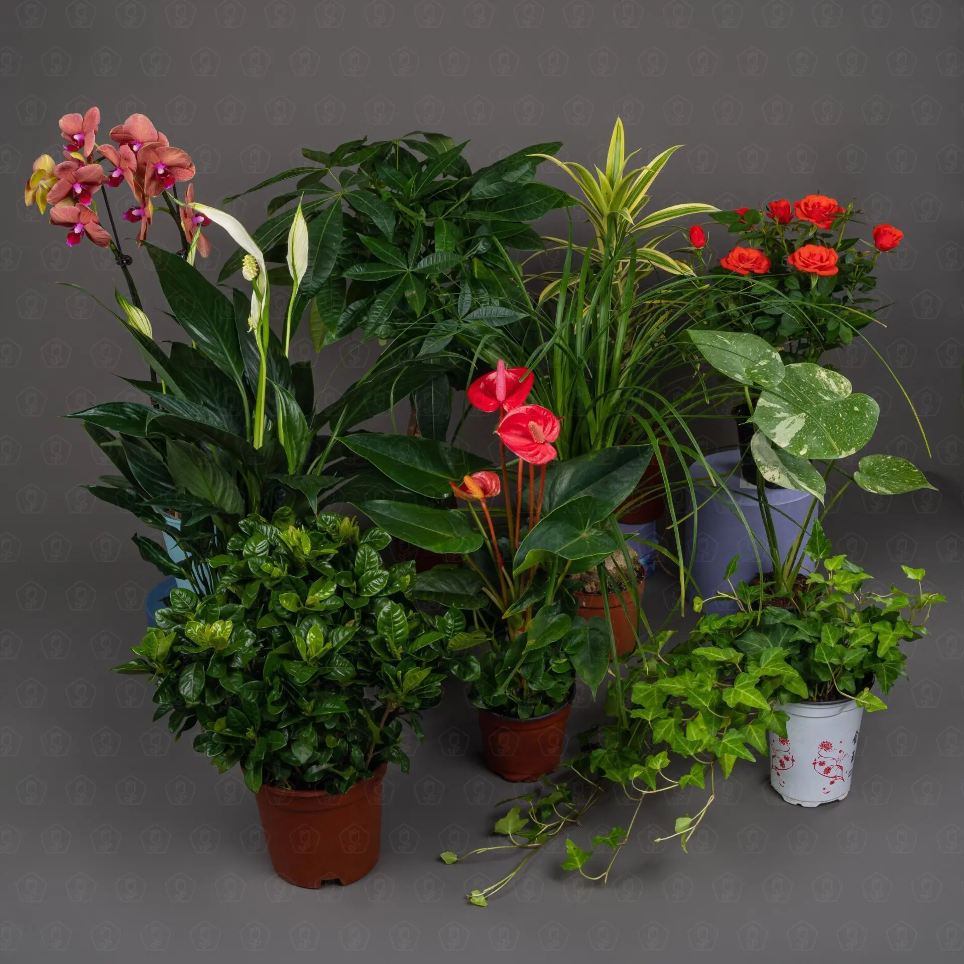 Горшечные растения