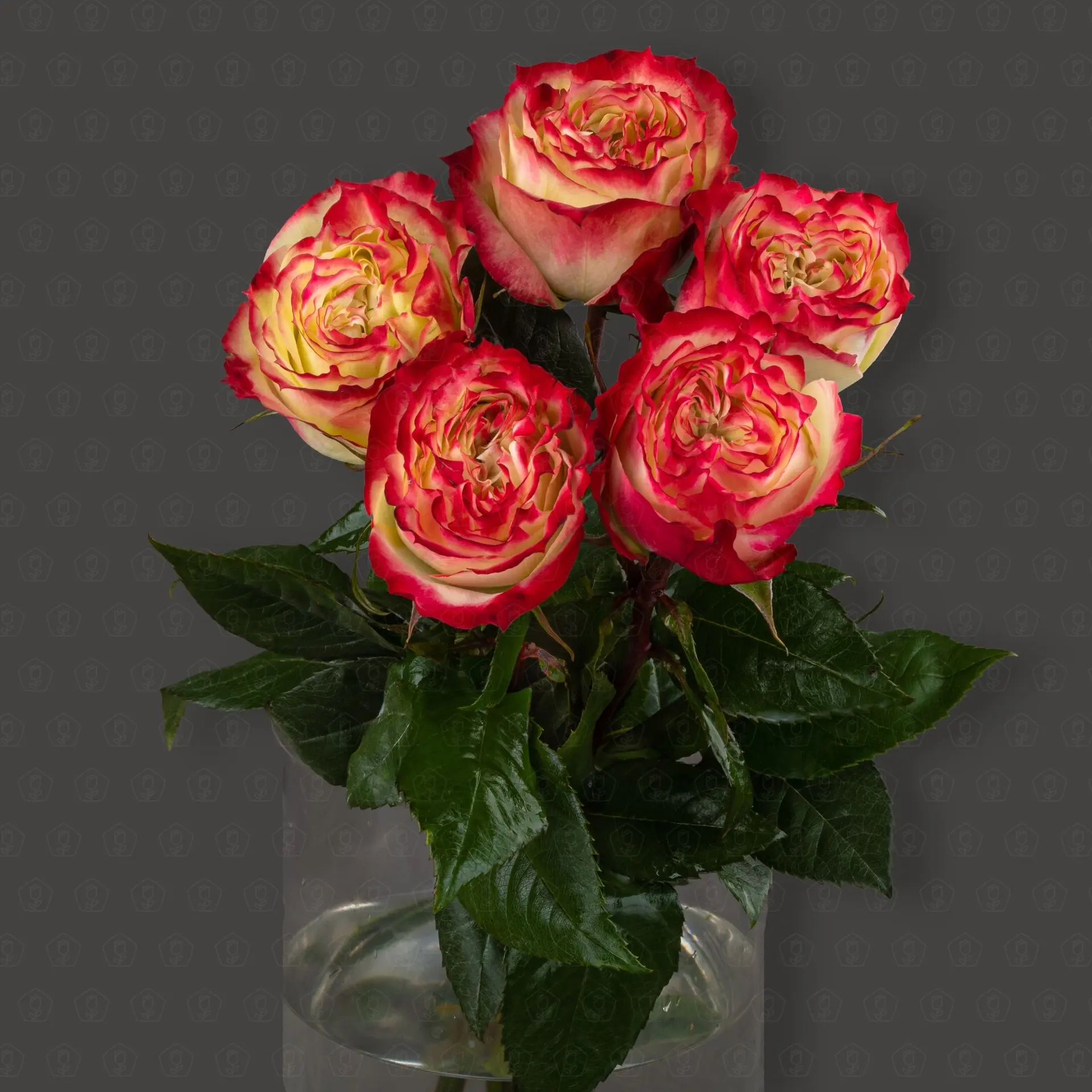 Роза Эквадор 50 см. пионовидная (Эпл Джек)