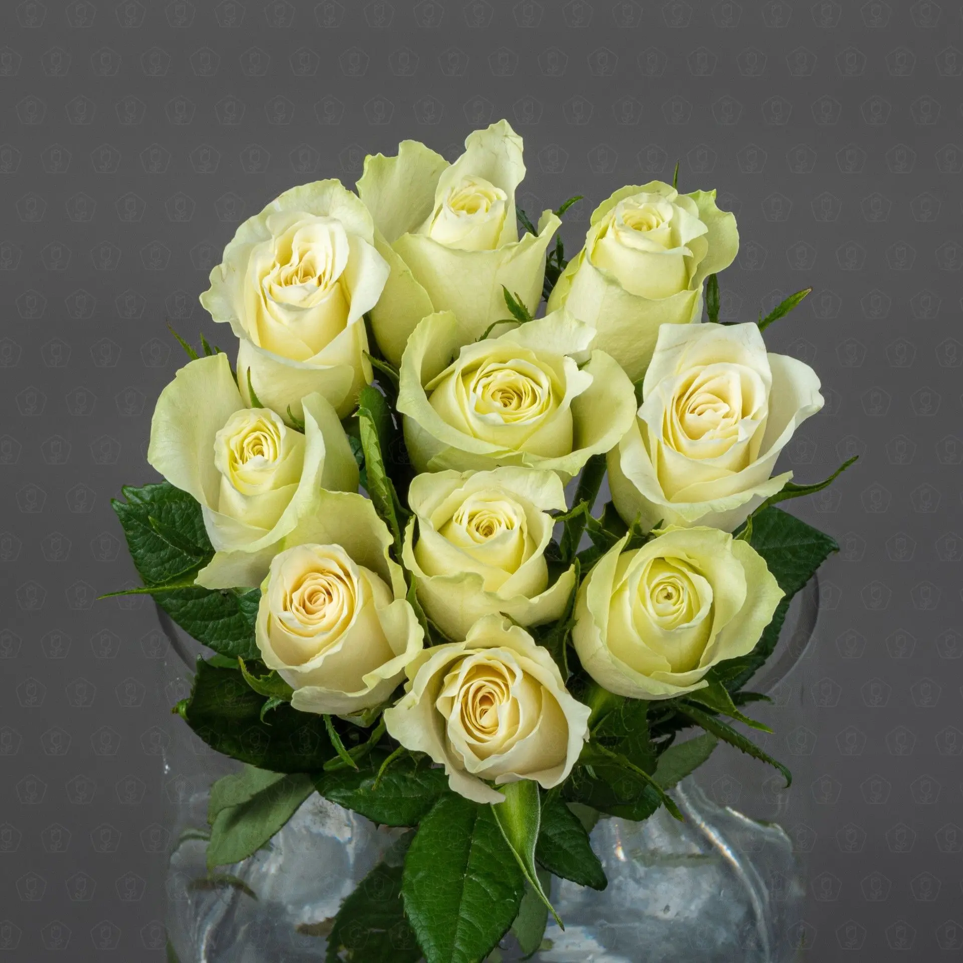 Роза Кения 40 см. (Белая)