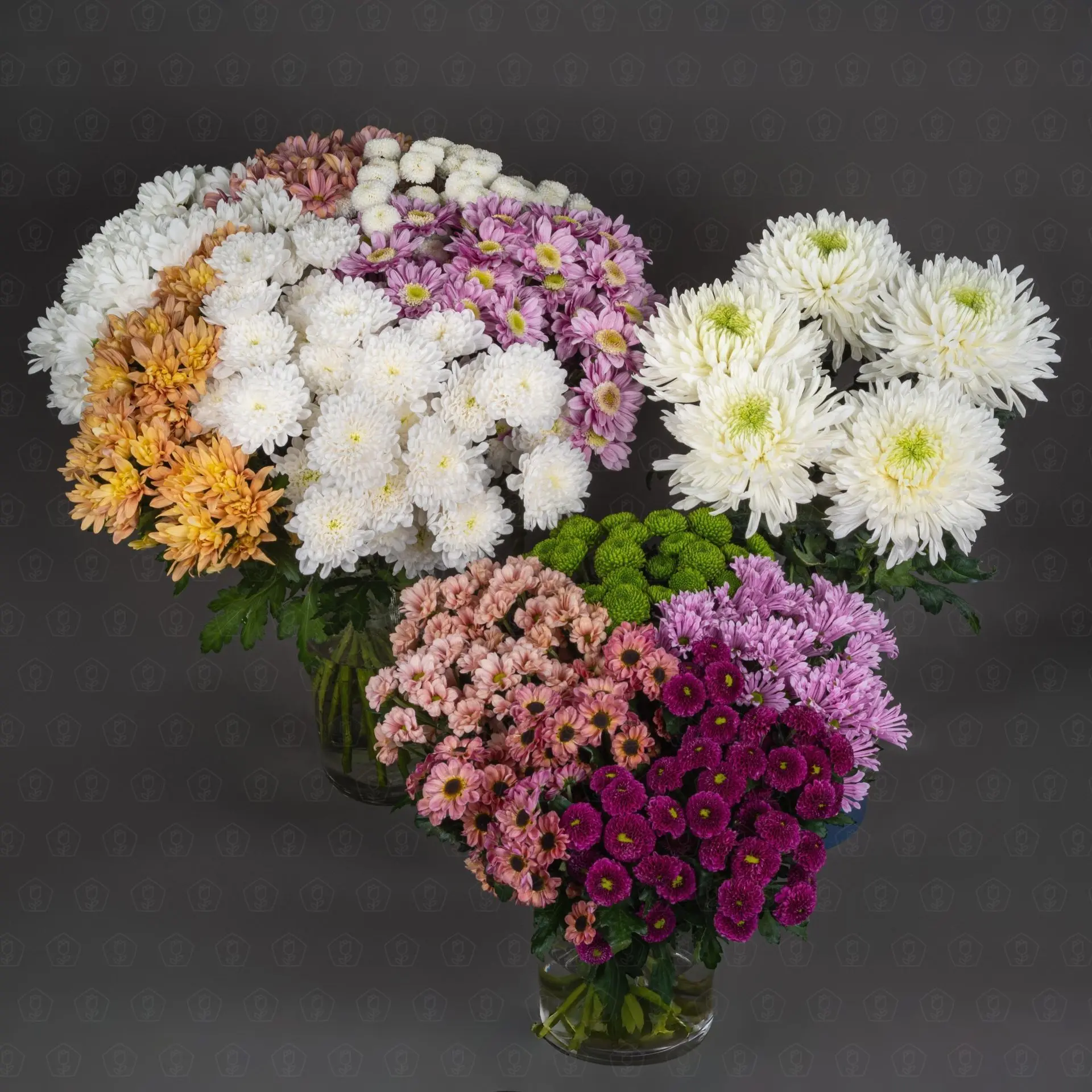 Хризантемы