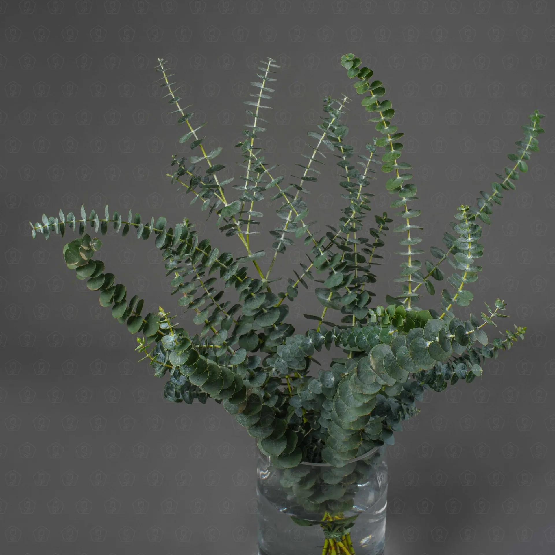 Зелень Эвкалипт бэби блю (банч)