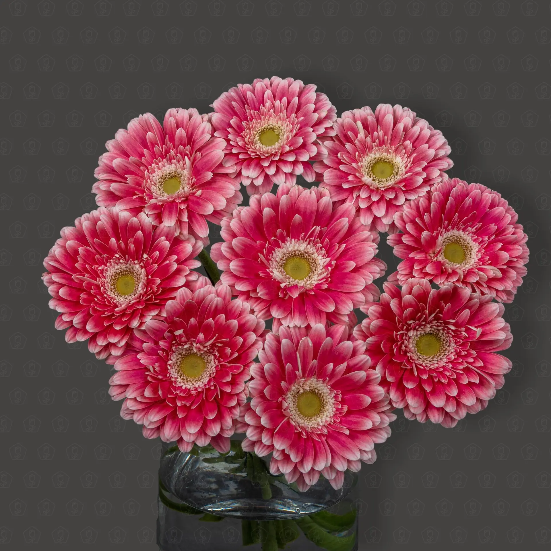 Гербера (Имидж)