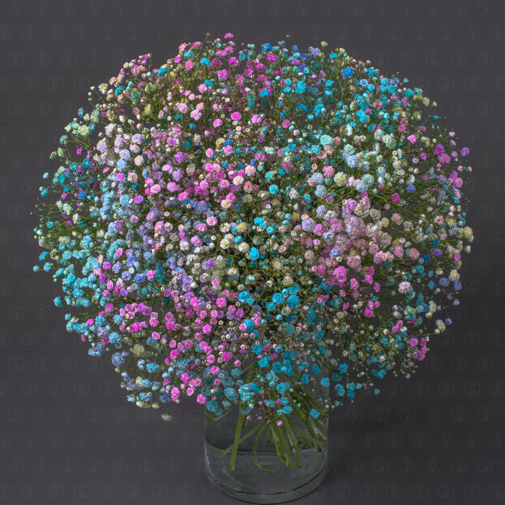 Гипсофила (Крашенная)