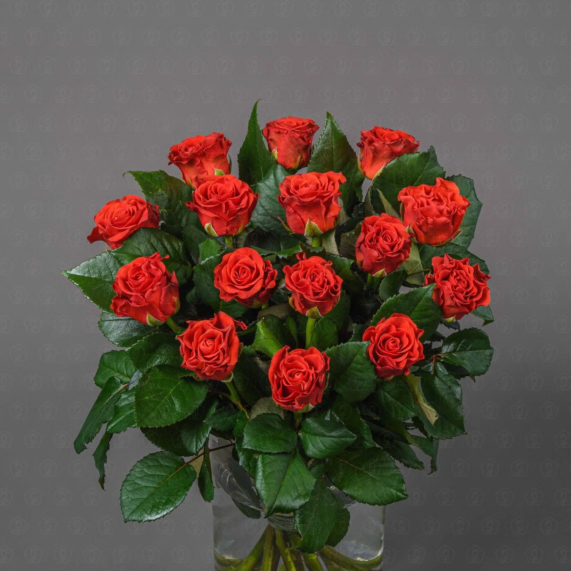 Роза Россия 50 см. (Эль Торро)