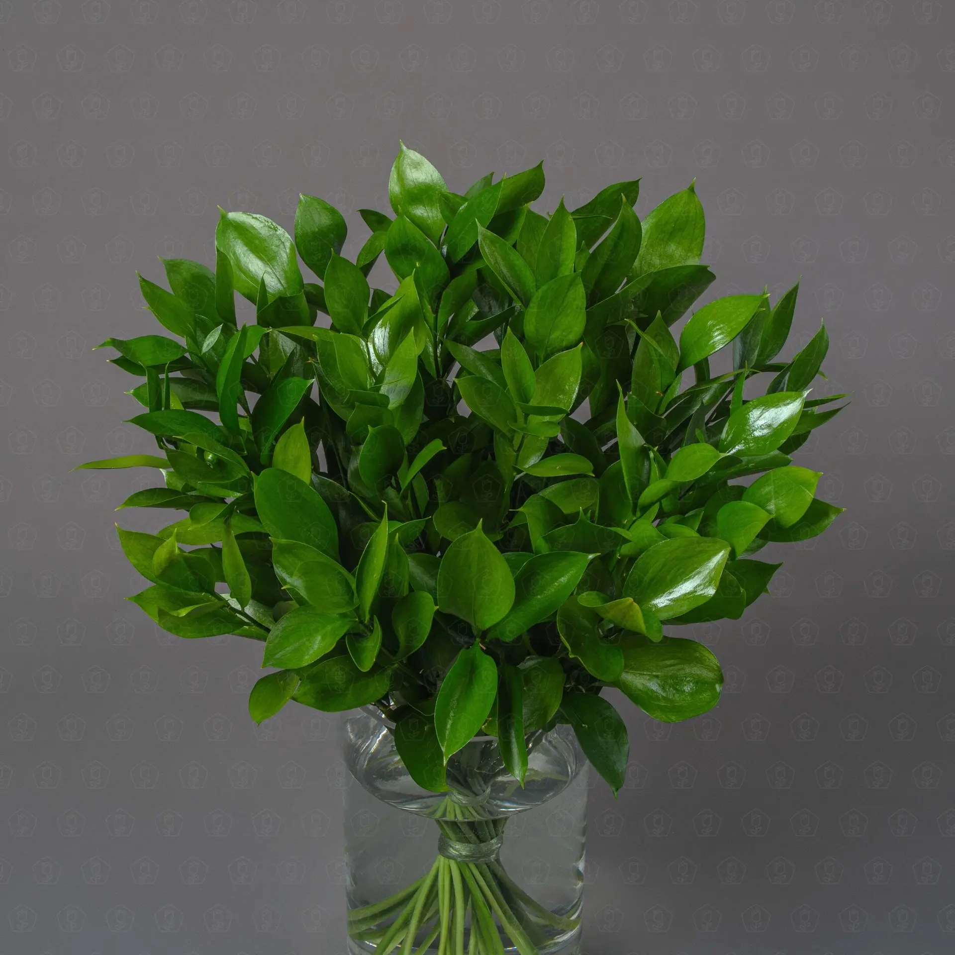 Зелень Рускус ветка